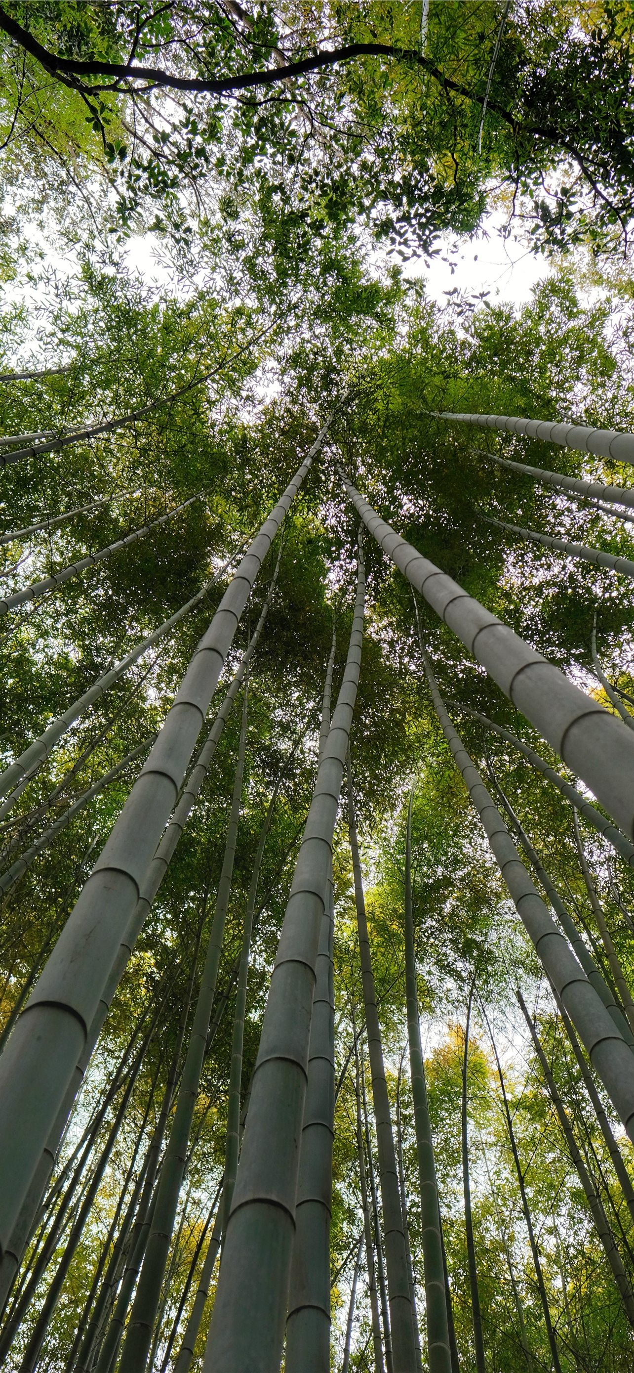 Sagano Bamboo Forest Wallpapers Most Popular Sagano Bamboo Forest Wallpapers Backgrounds