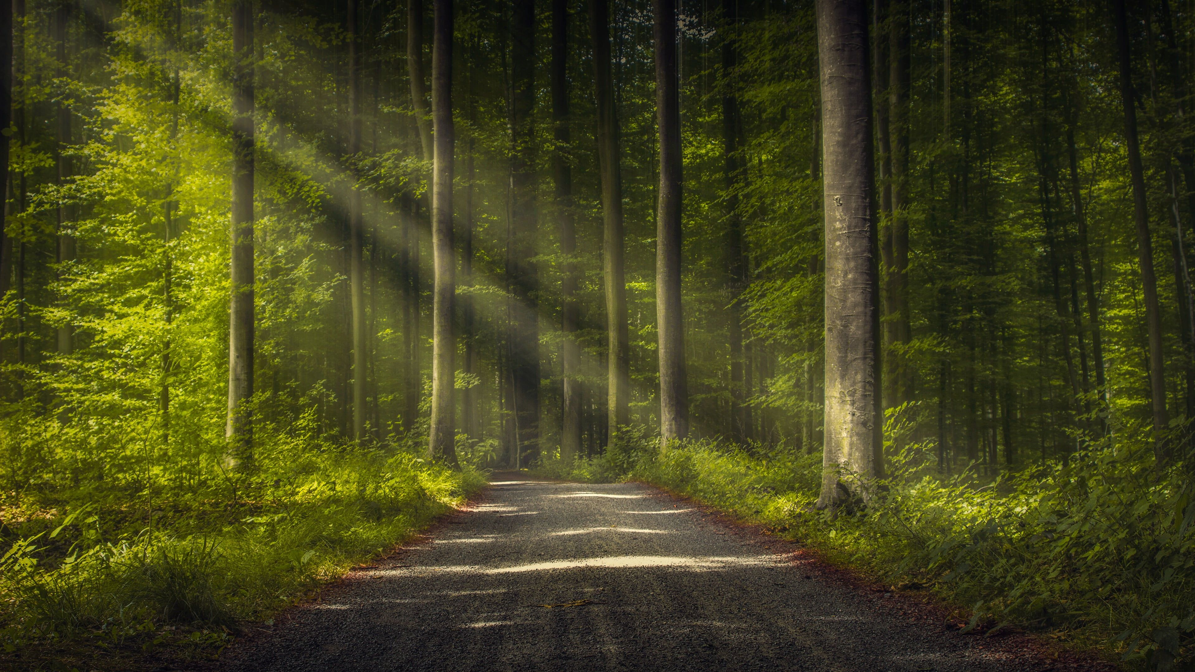 4K Forest Road Hd Photography Wallpapers