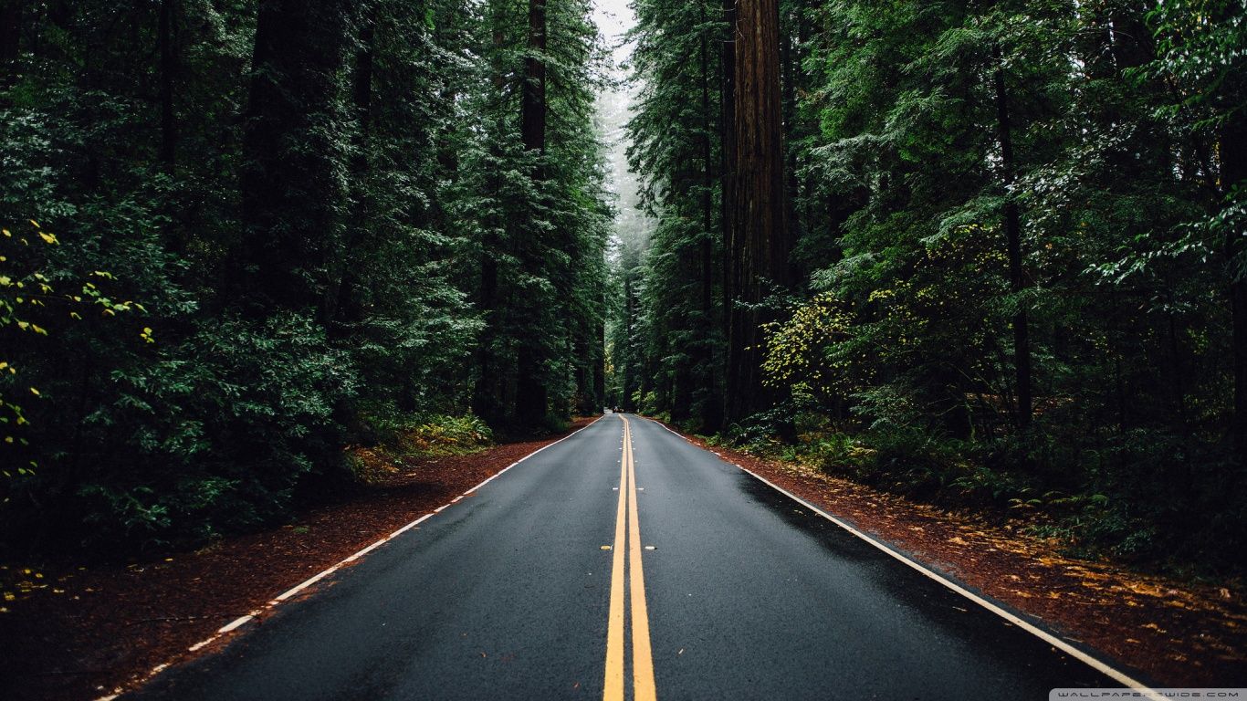 4K Forest Road Hd Photography Wallpapers