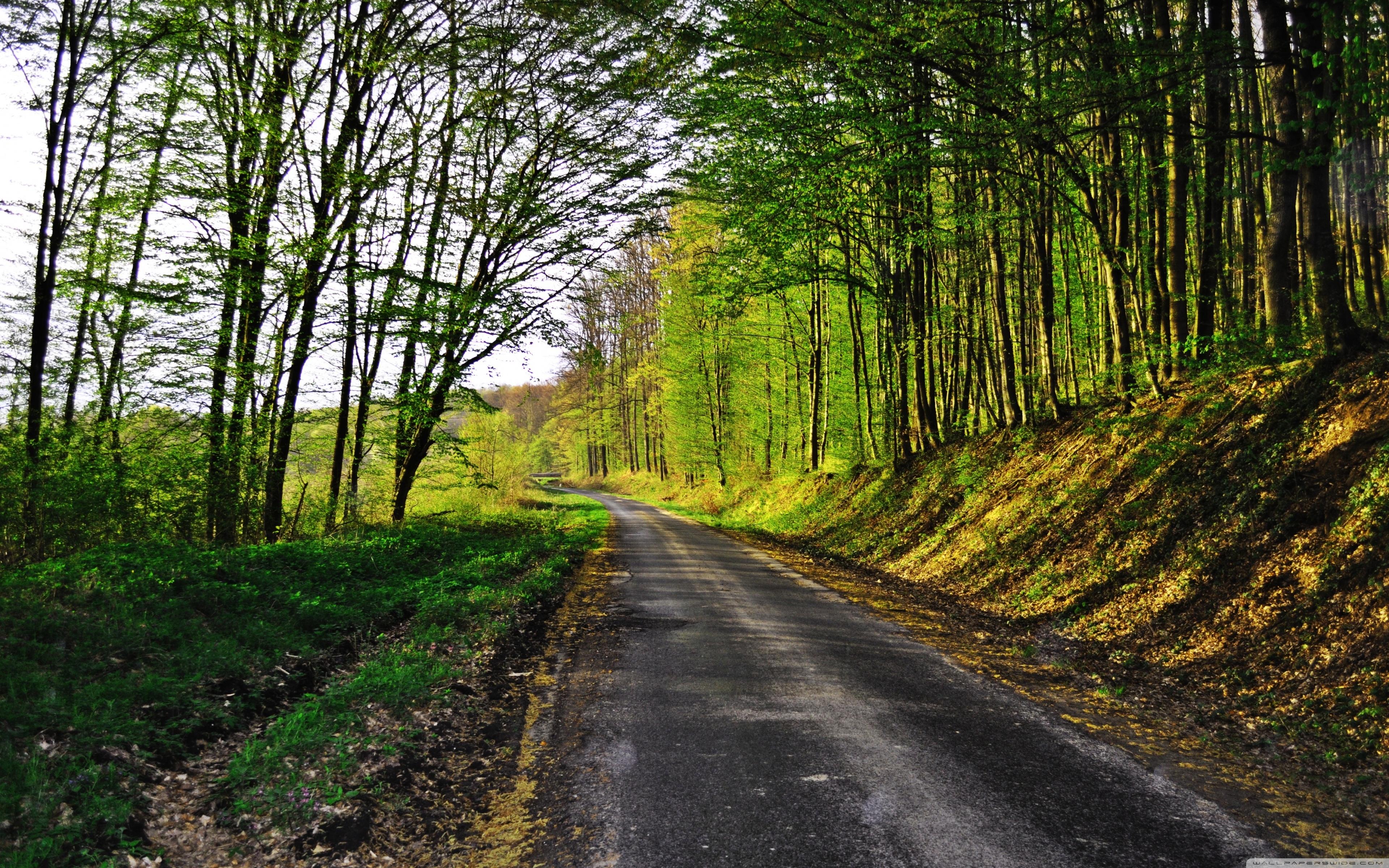 4K Forest Road Hd Photography Wallpapers