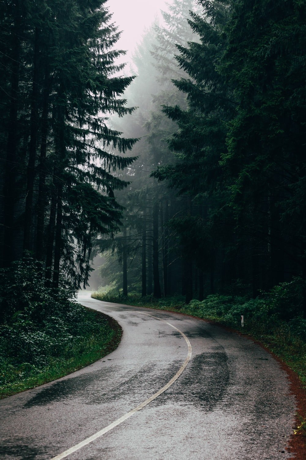 4K Forest Road Hd Photography Wallpapers