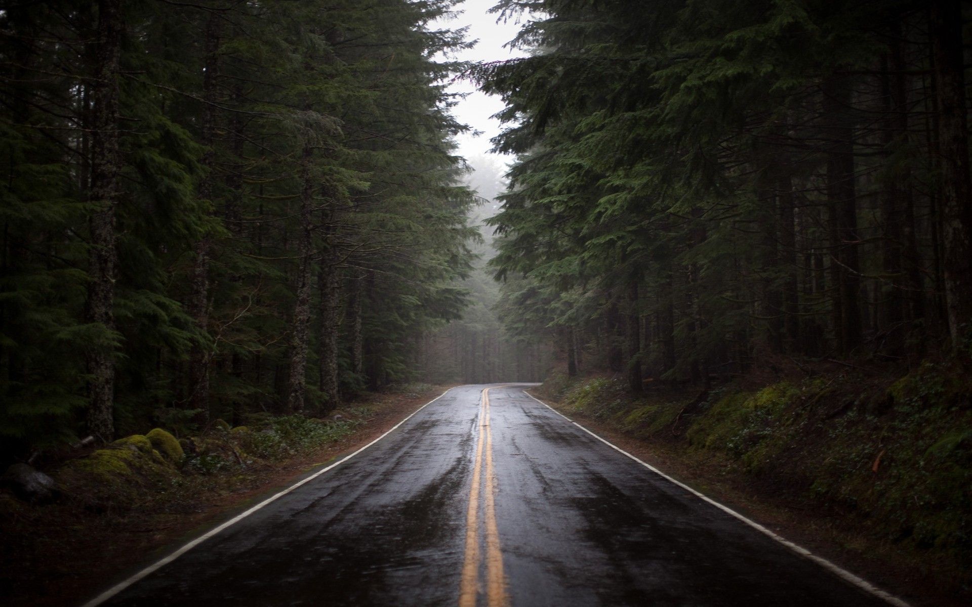 4K Forest Road Hd Photography Wallpapers