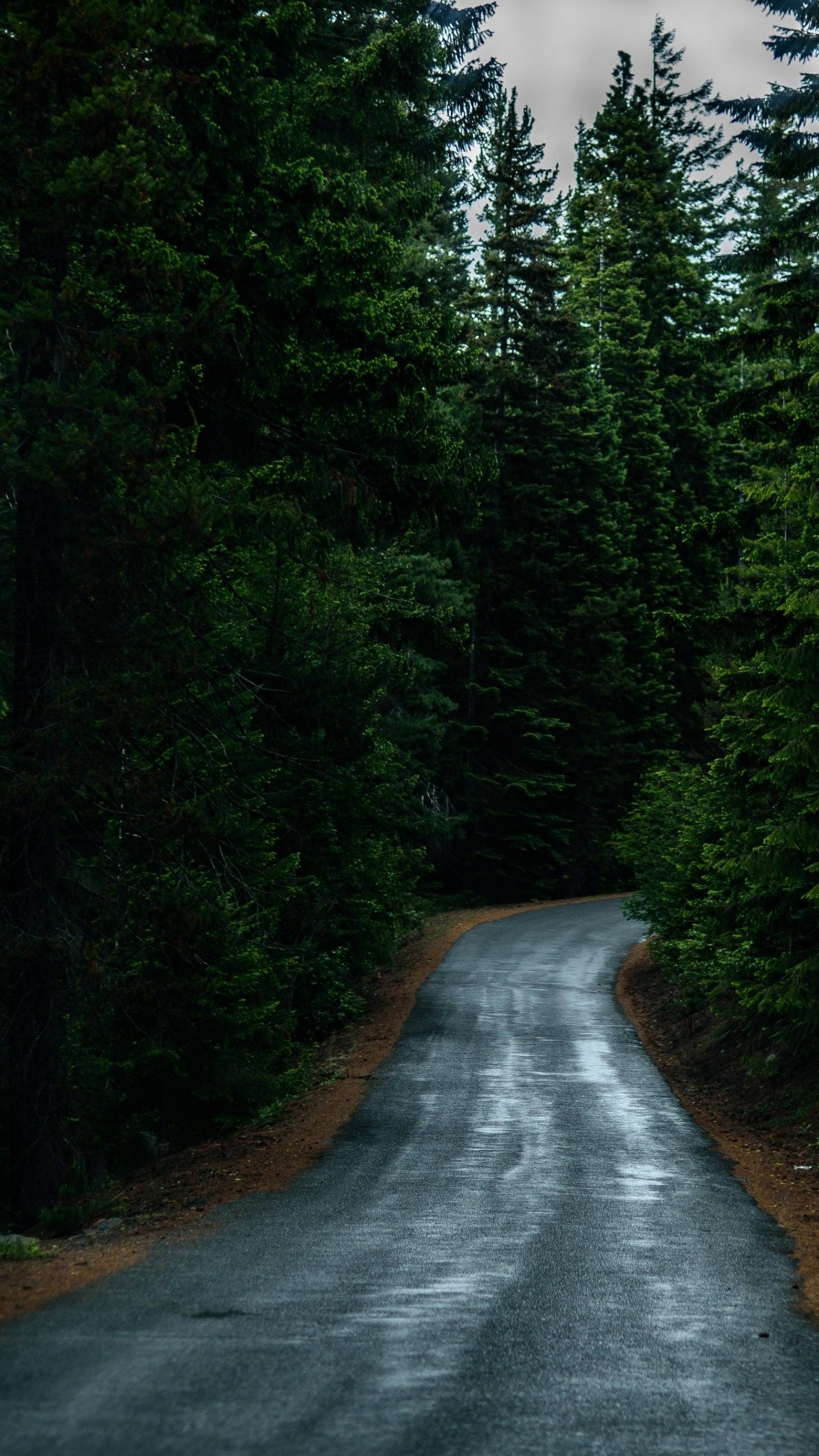 4K Forest Road Hd Photography Wallpapers