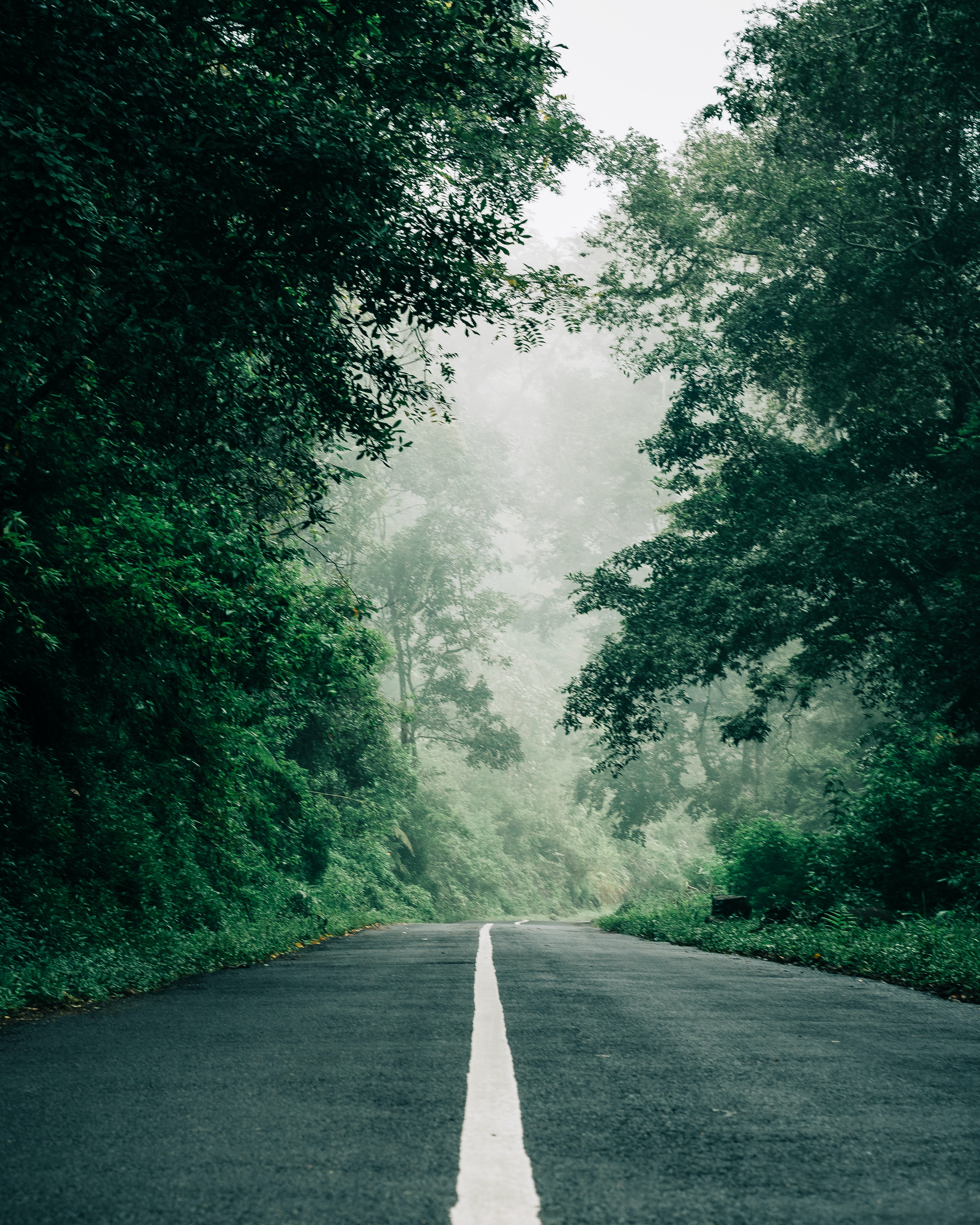 4K Forest Road Hd Photography Wallpapers