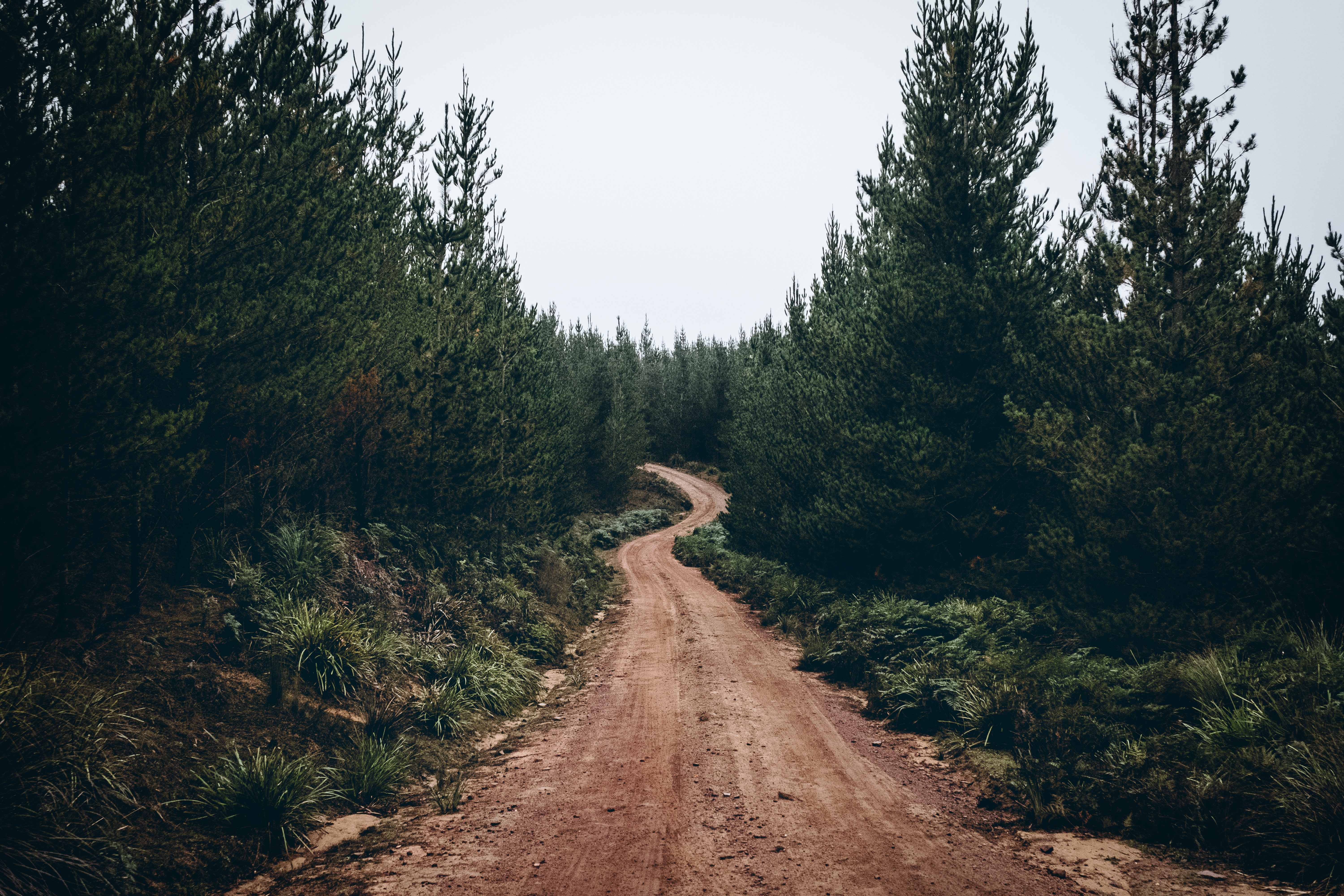 4K Forest Road Hd Photography Wallpapers