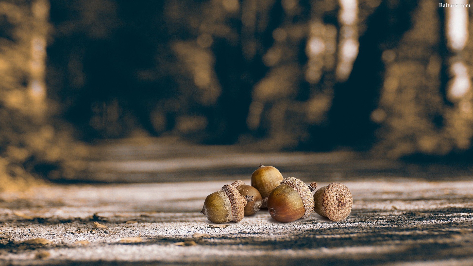 Acorn Wallpapers