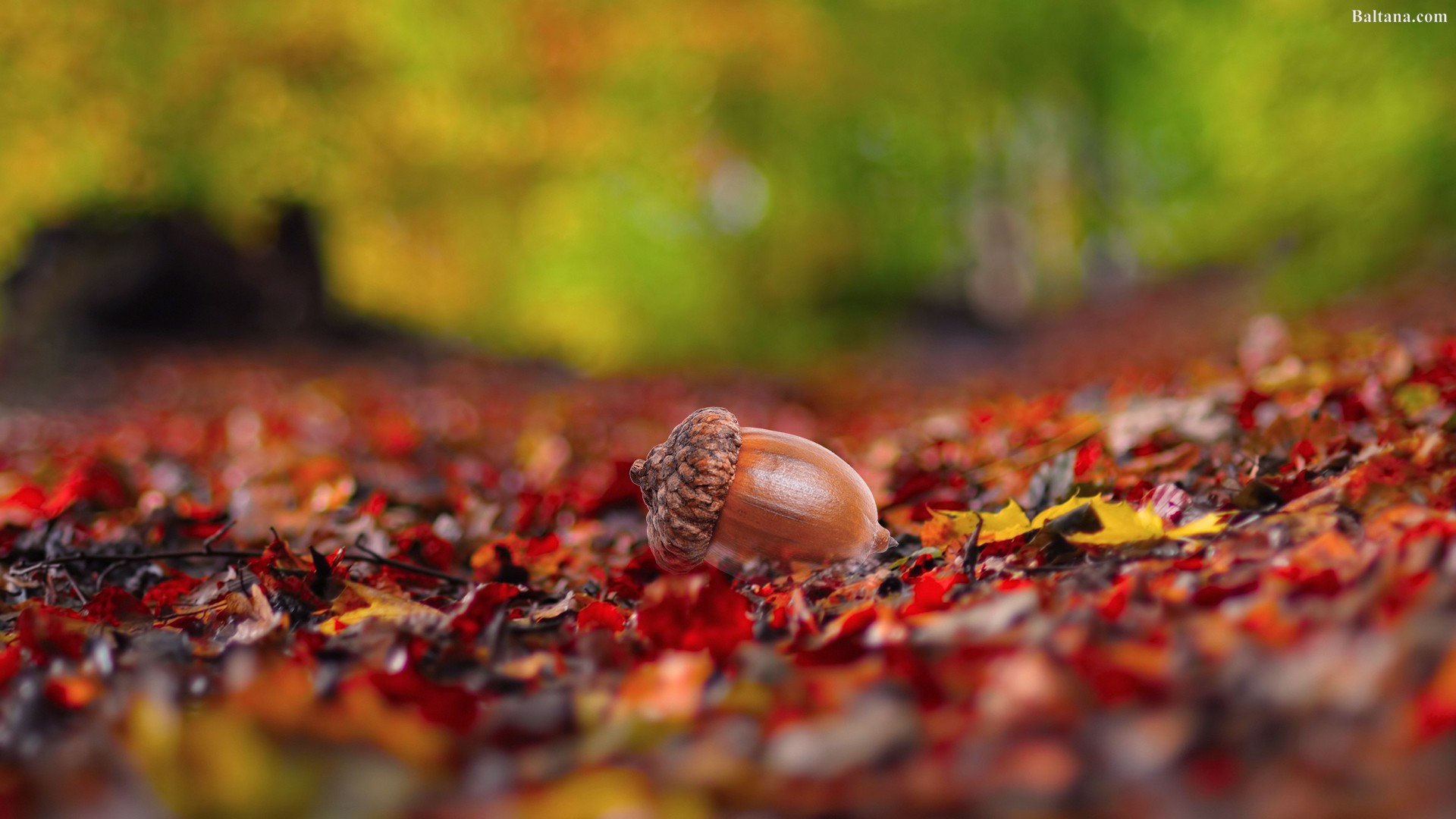 Acorn Wallpapers