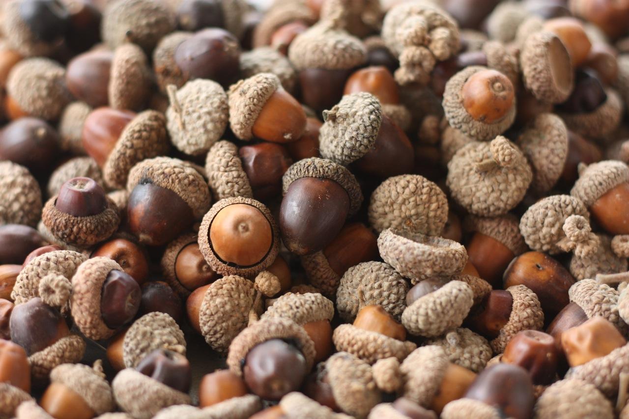 Acorn Wallpapers