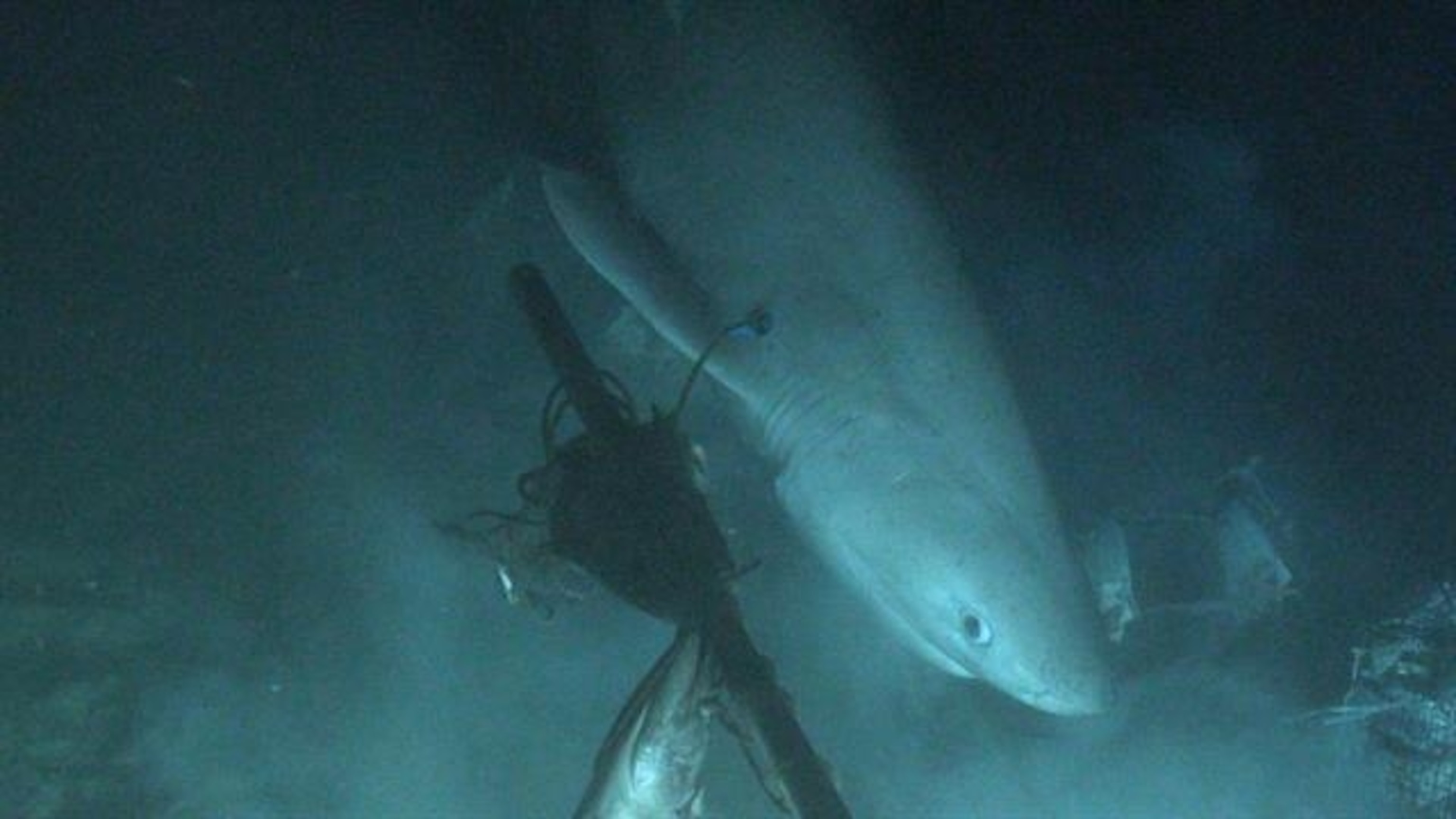 Aerial View Of Shark Inside Deep Sea Wallpapers