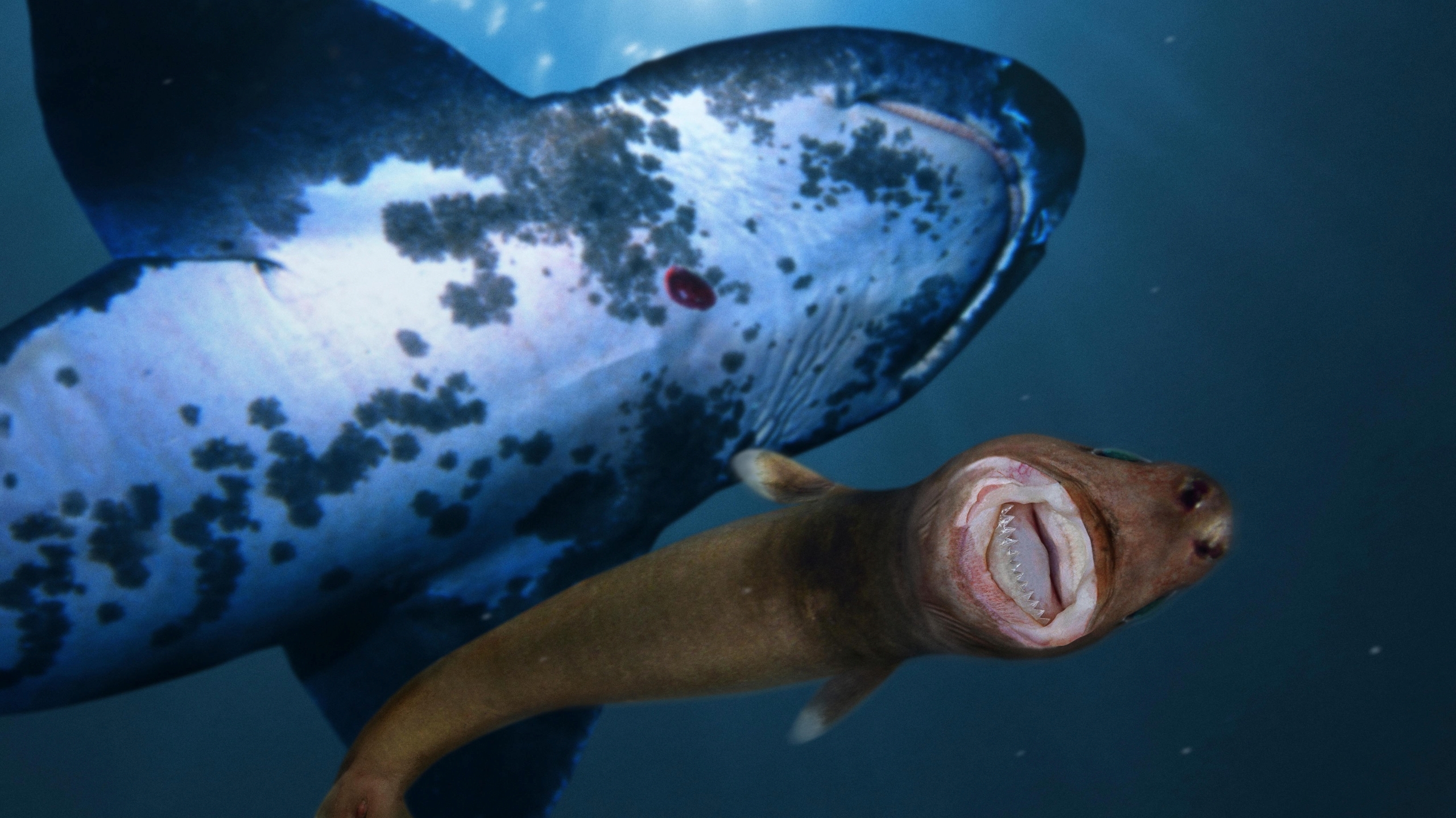 Aerial View Of Shark Inside Deep Sea Wallpapers