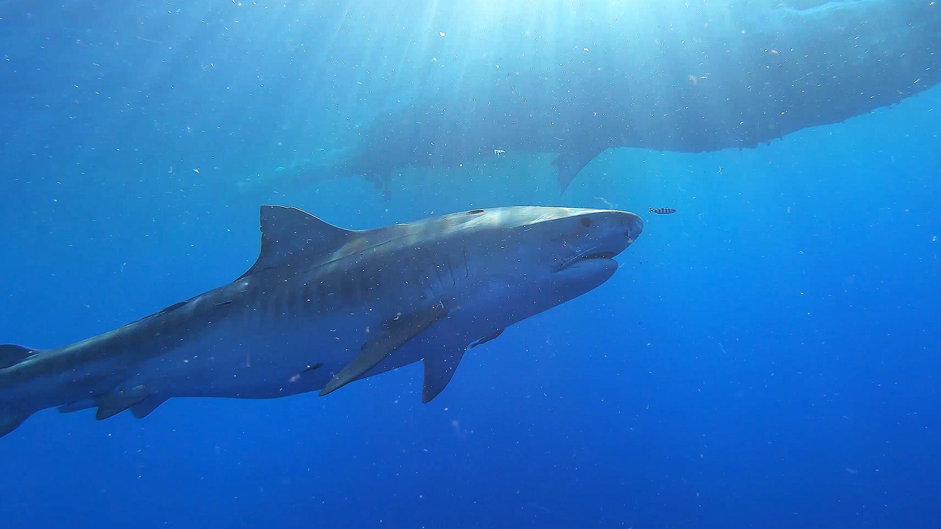 Aerial View Of Shark Inside Deep Sea Wallpapers