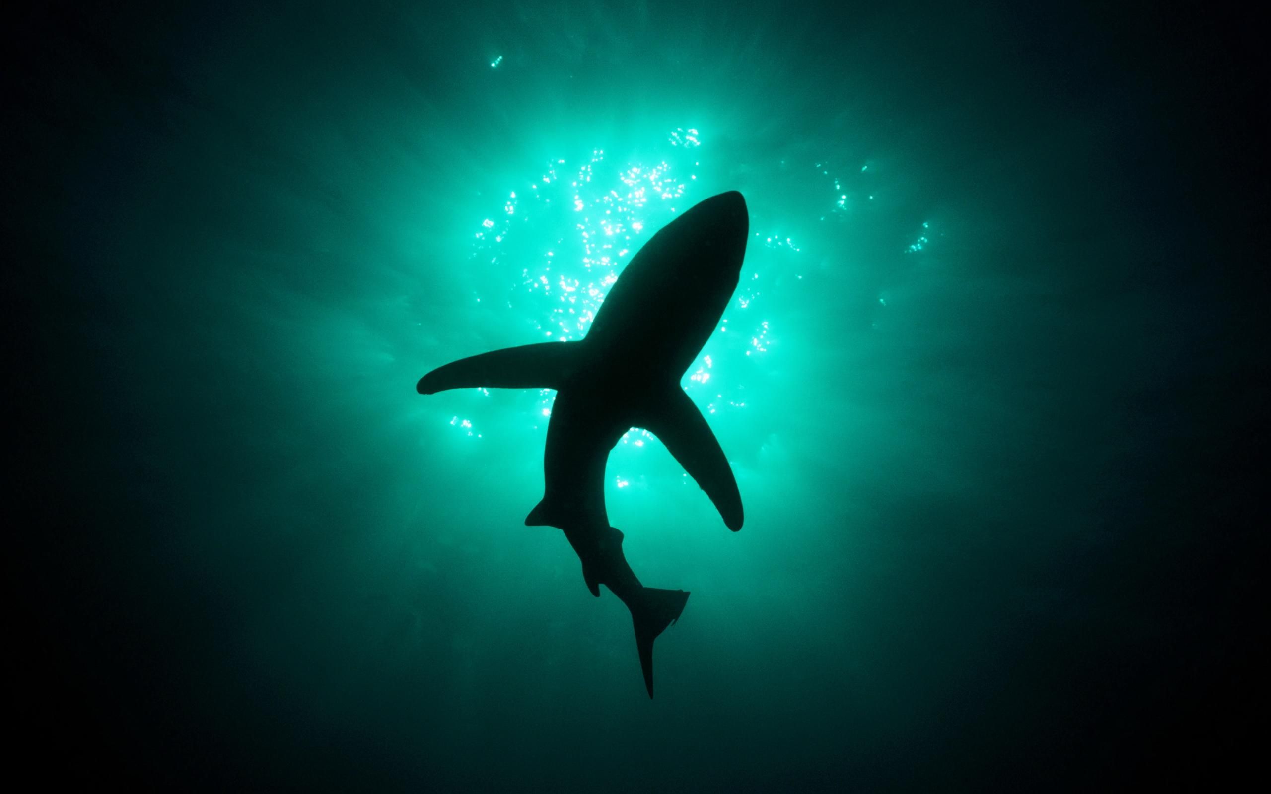 Aerial View Of Shark Inside Deep Sea Wallpapers