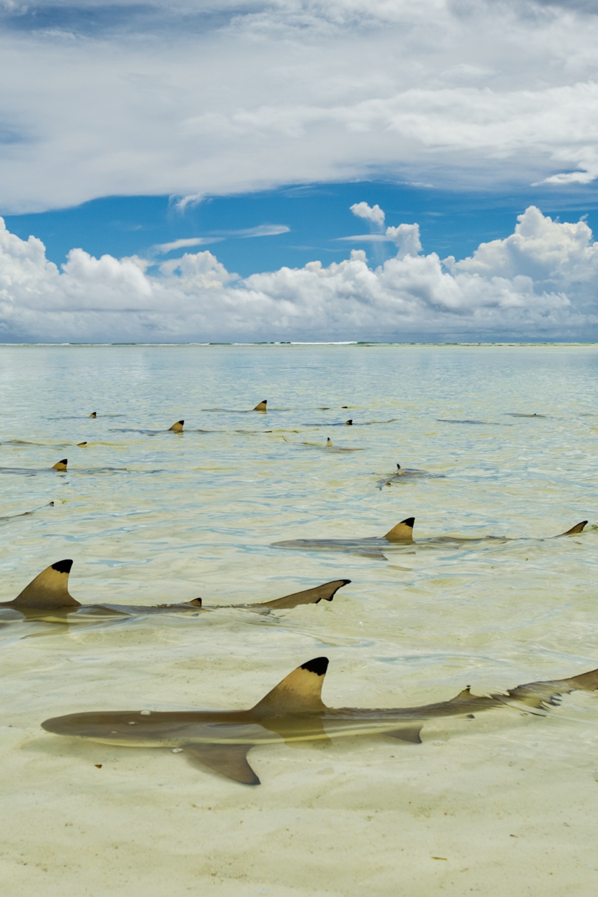 Aerial View Of Shark Inside Deep Sea Wallpapers