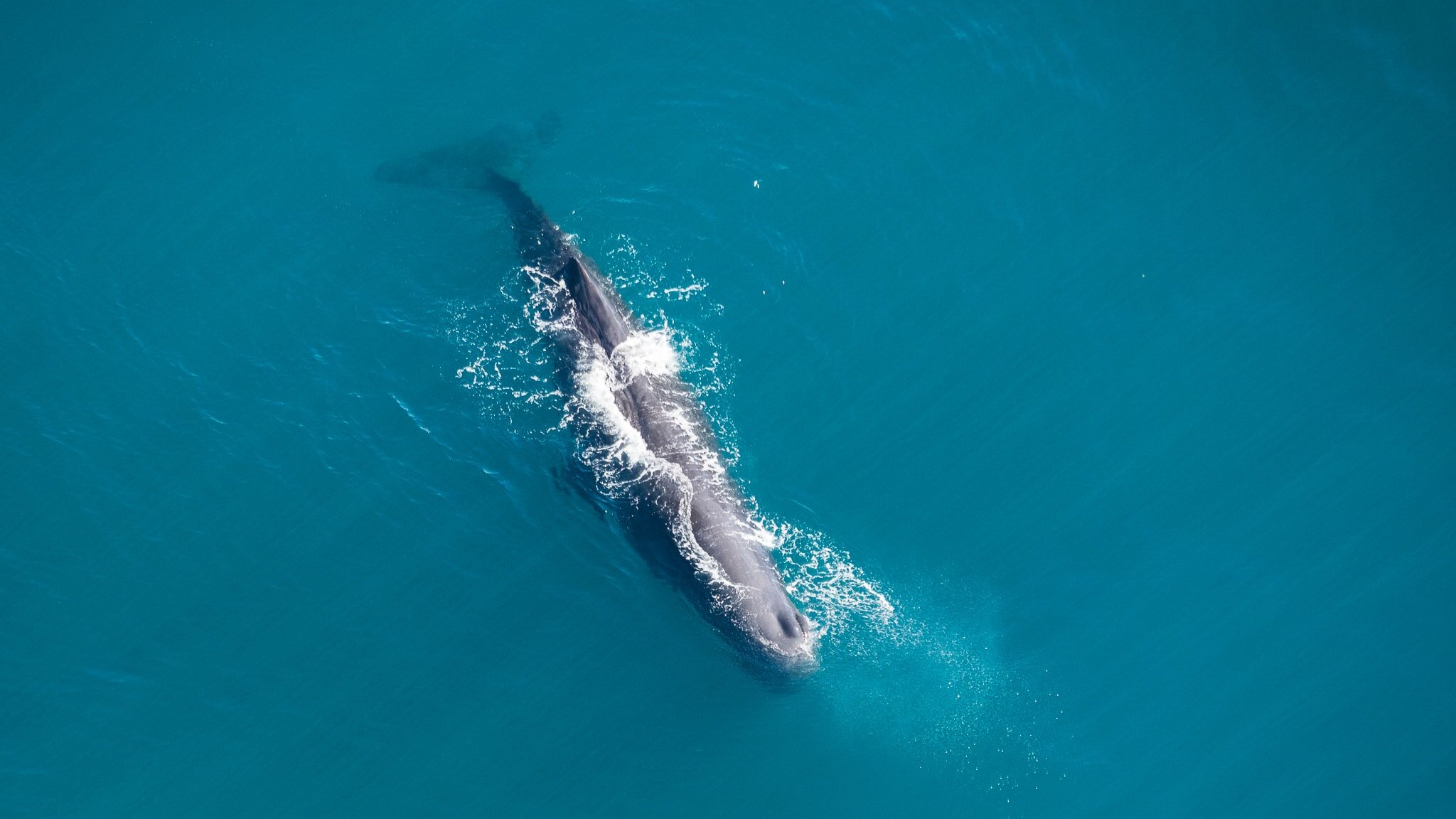 Aerial View Of Shark Inside Deep Sea Wallpapers