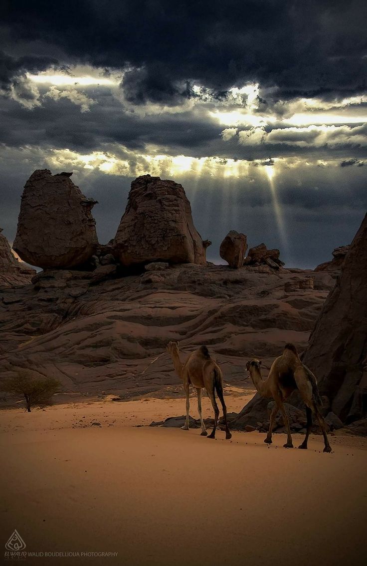 Africa Algeria Sahara Desert At Night Wallpapers