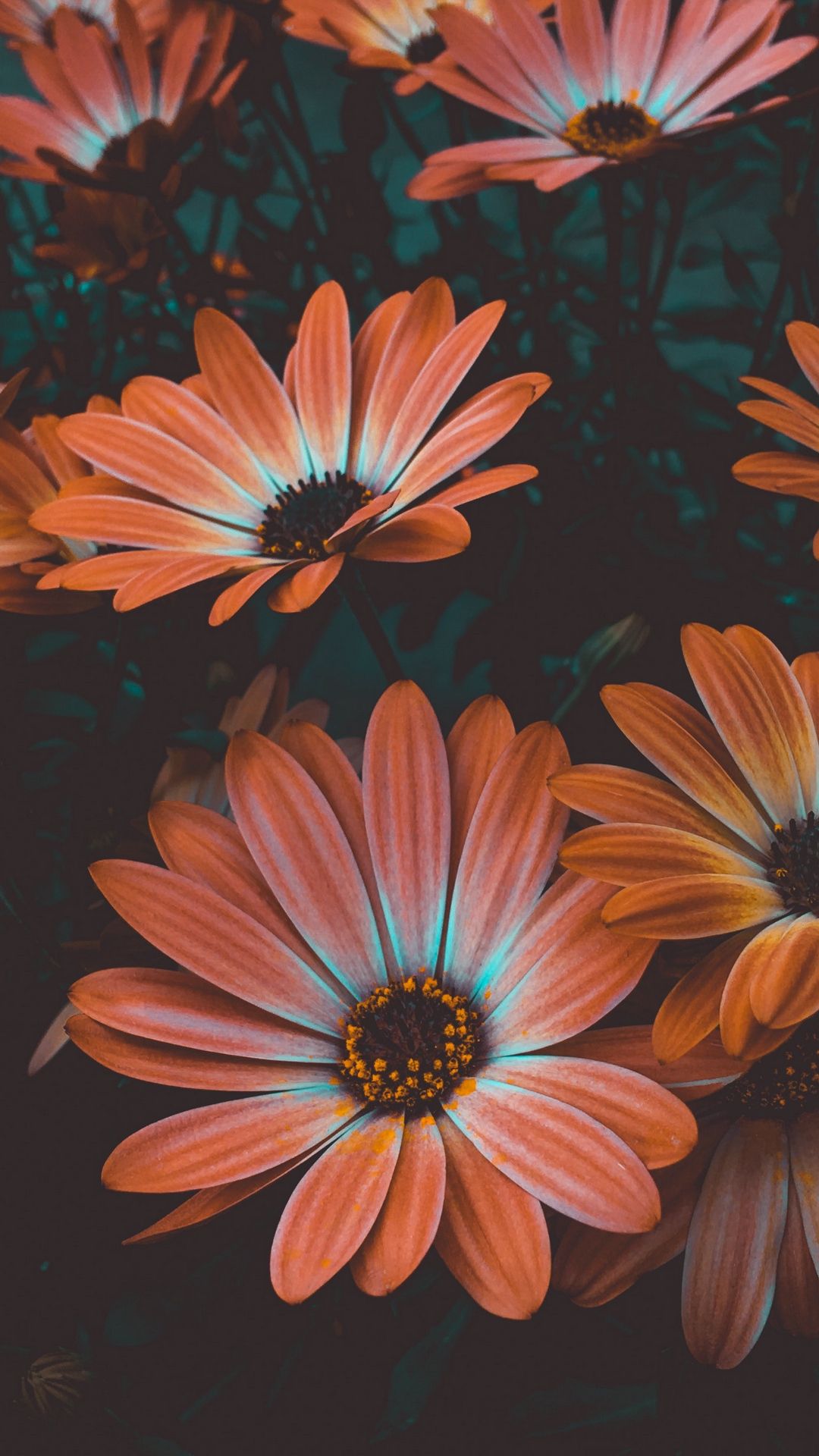 African Daisy Wallpapers