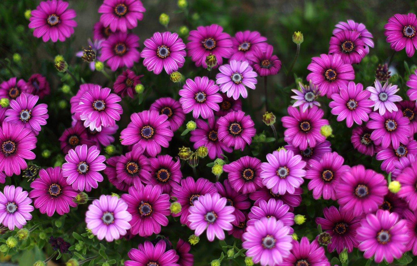 African Daisy Wallpapers