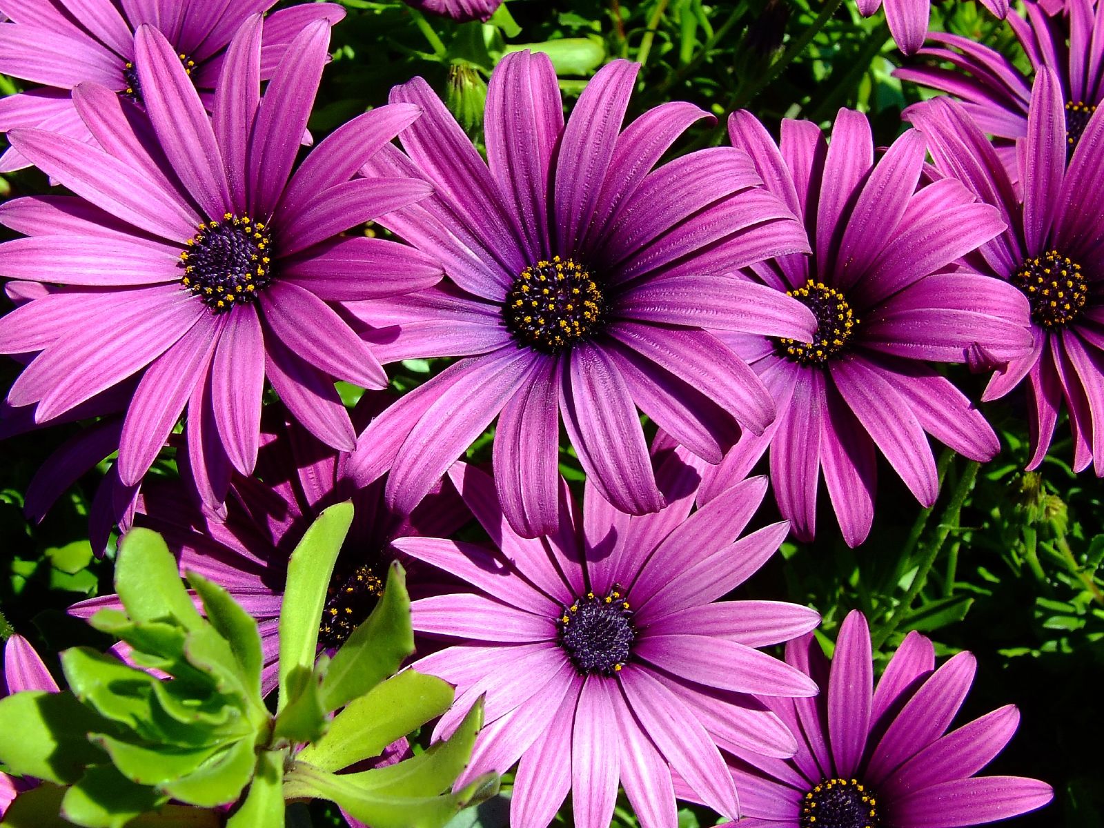 African Daisy Wallpapers