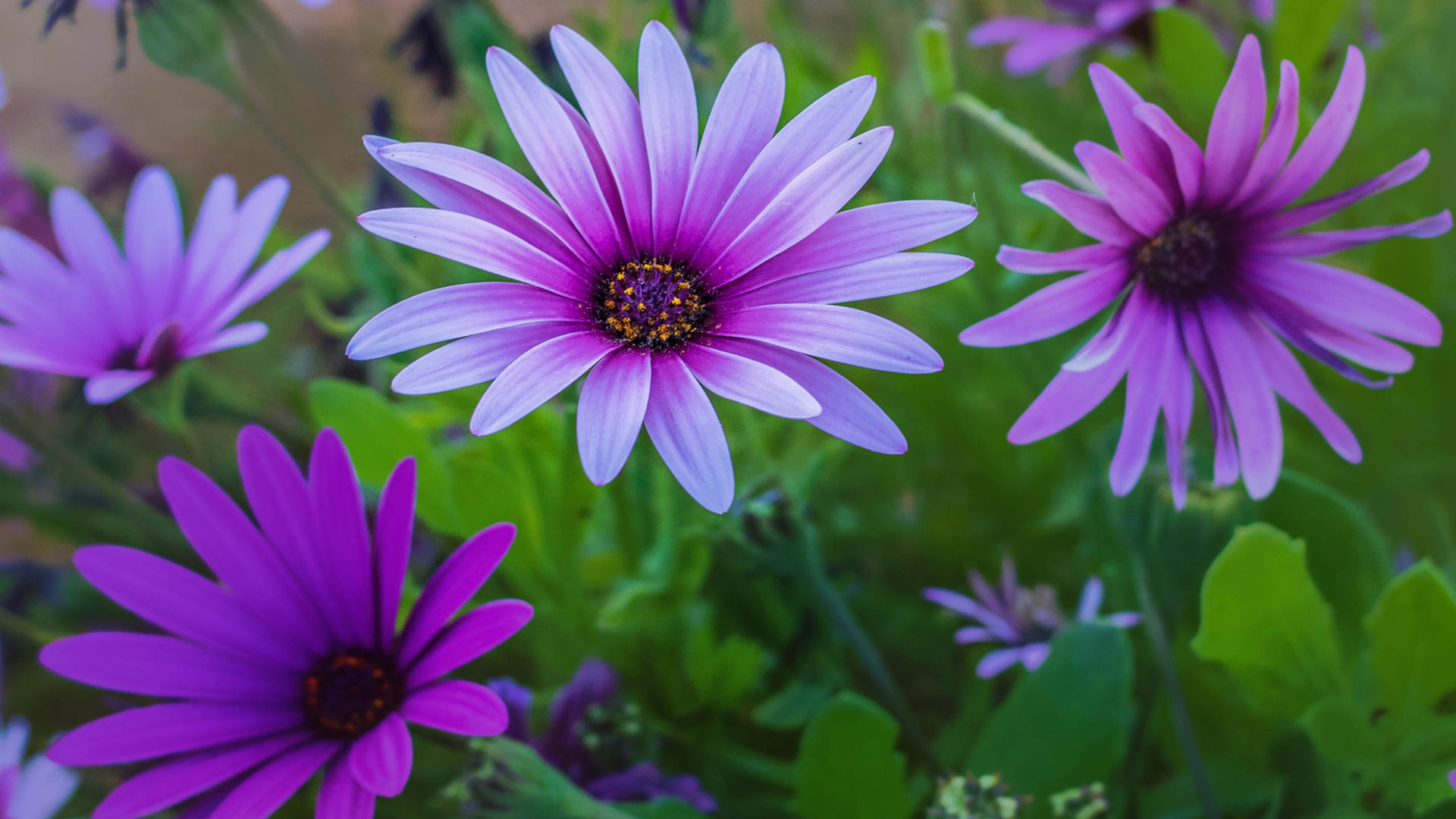 African Daisy Wallpapers