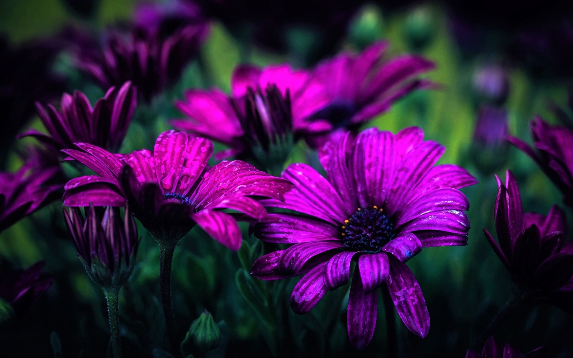 African Daisy Wallpapers