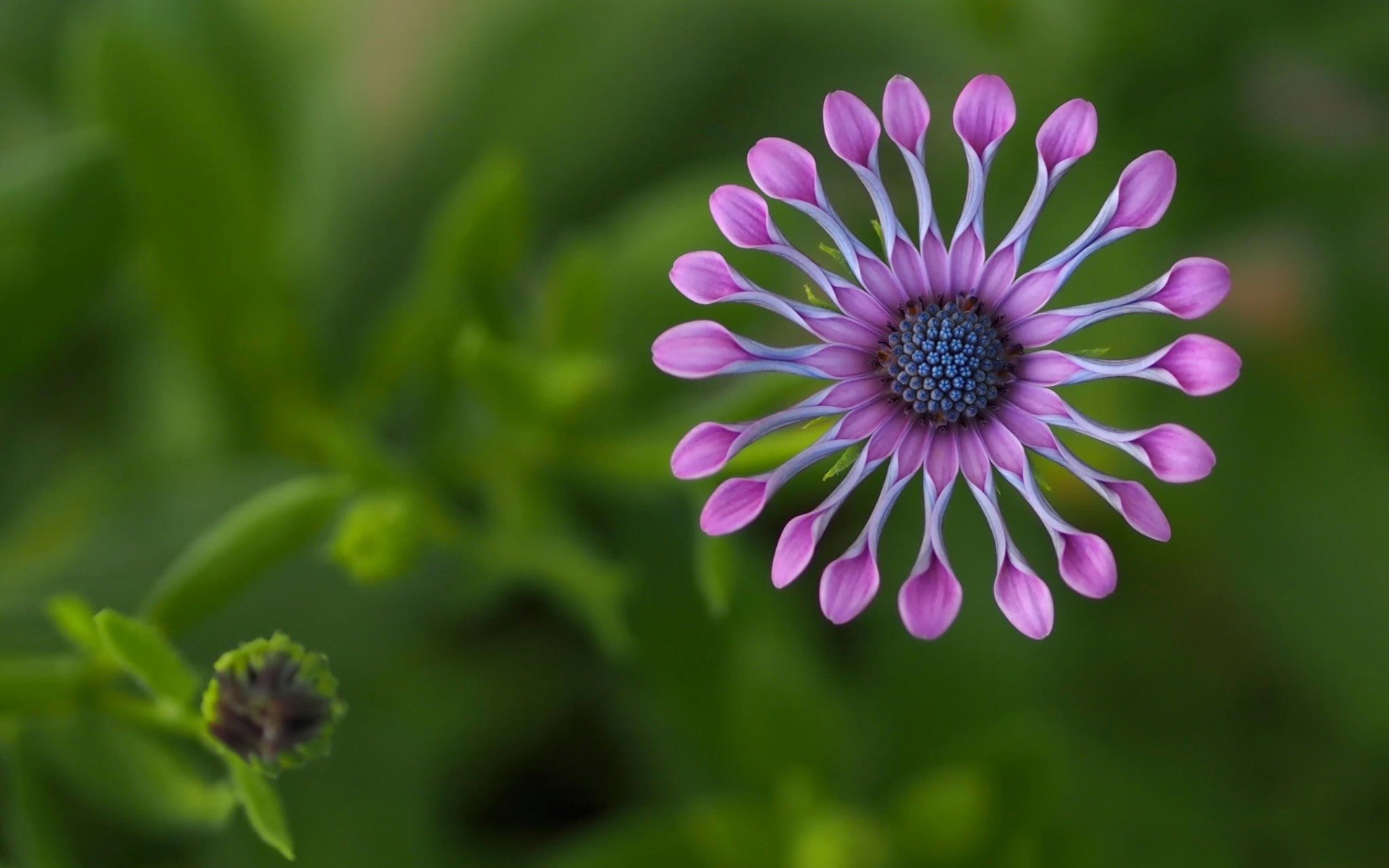 African Daisy Wallpapers