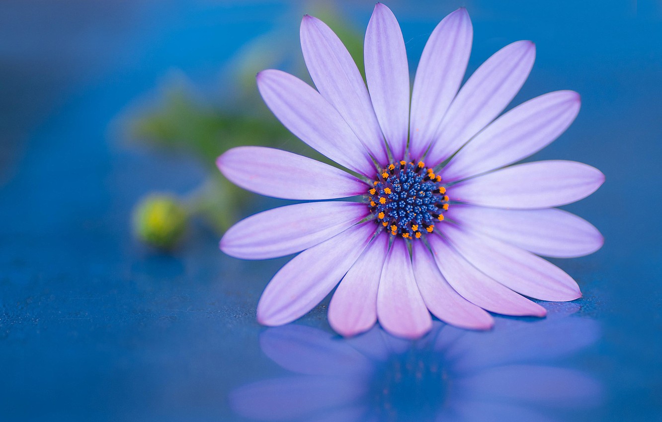 African Daisy Wallpapers