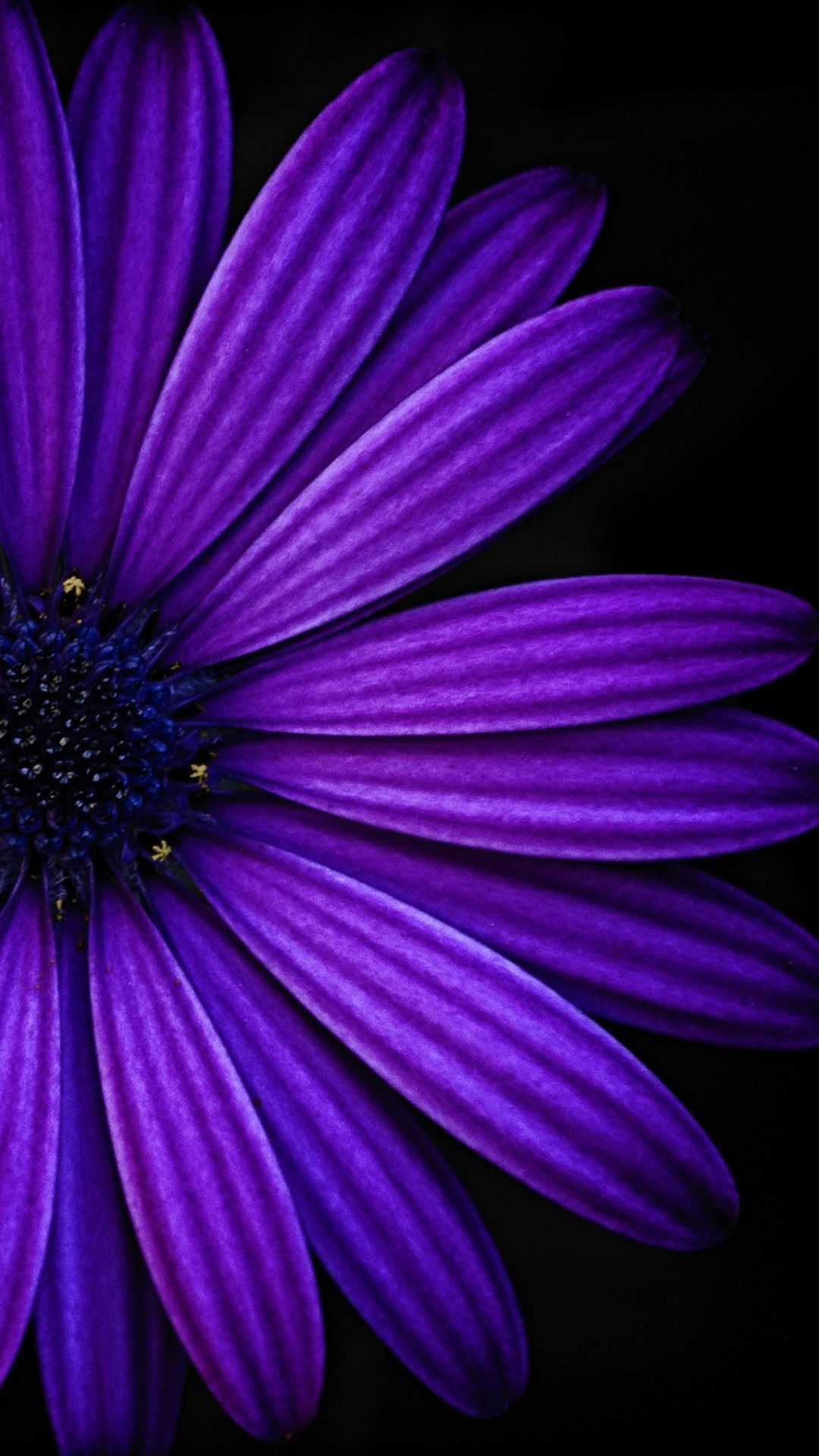 African Daisy Wallpapers