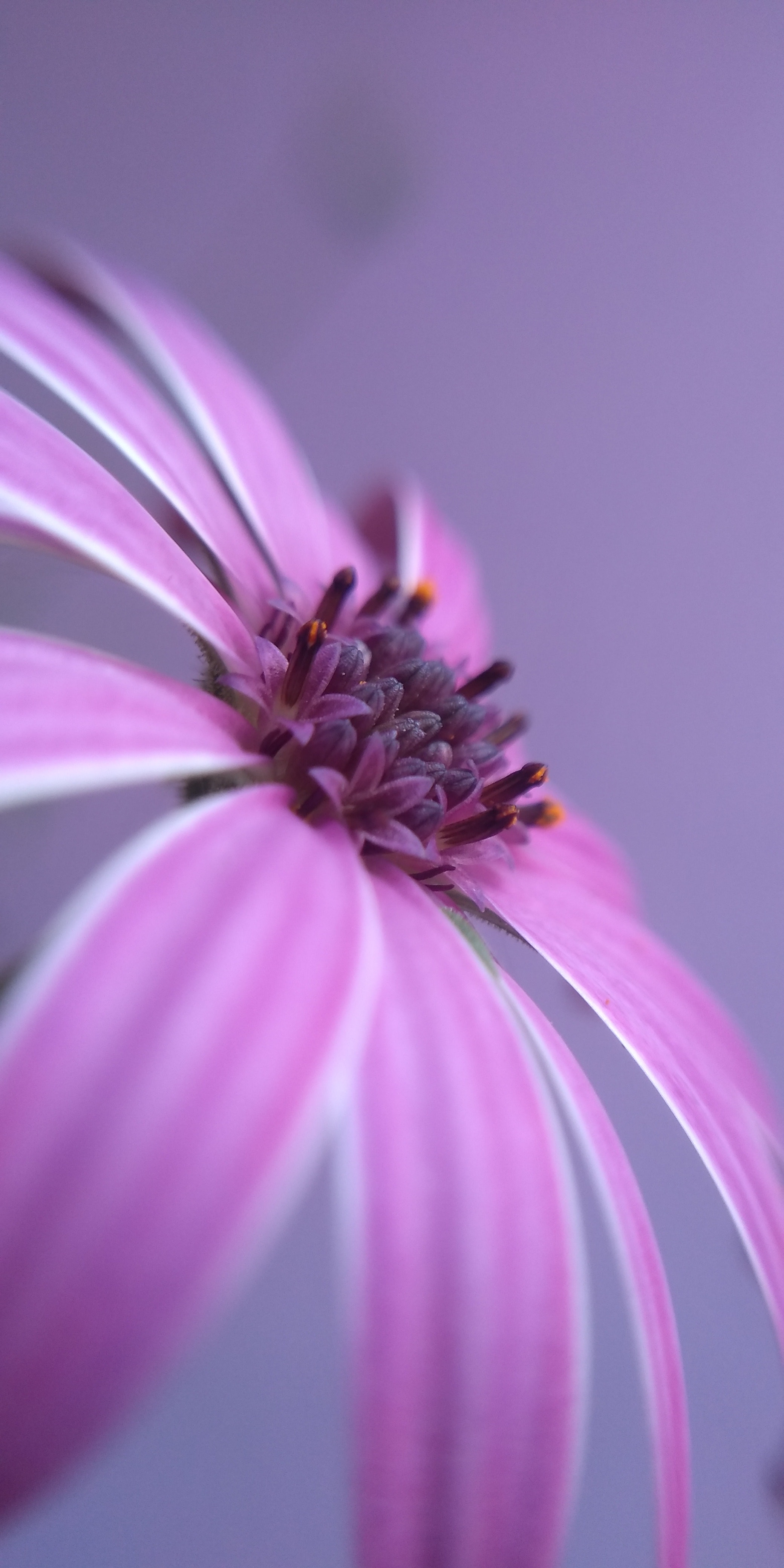 African Daisy Wallpapers