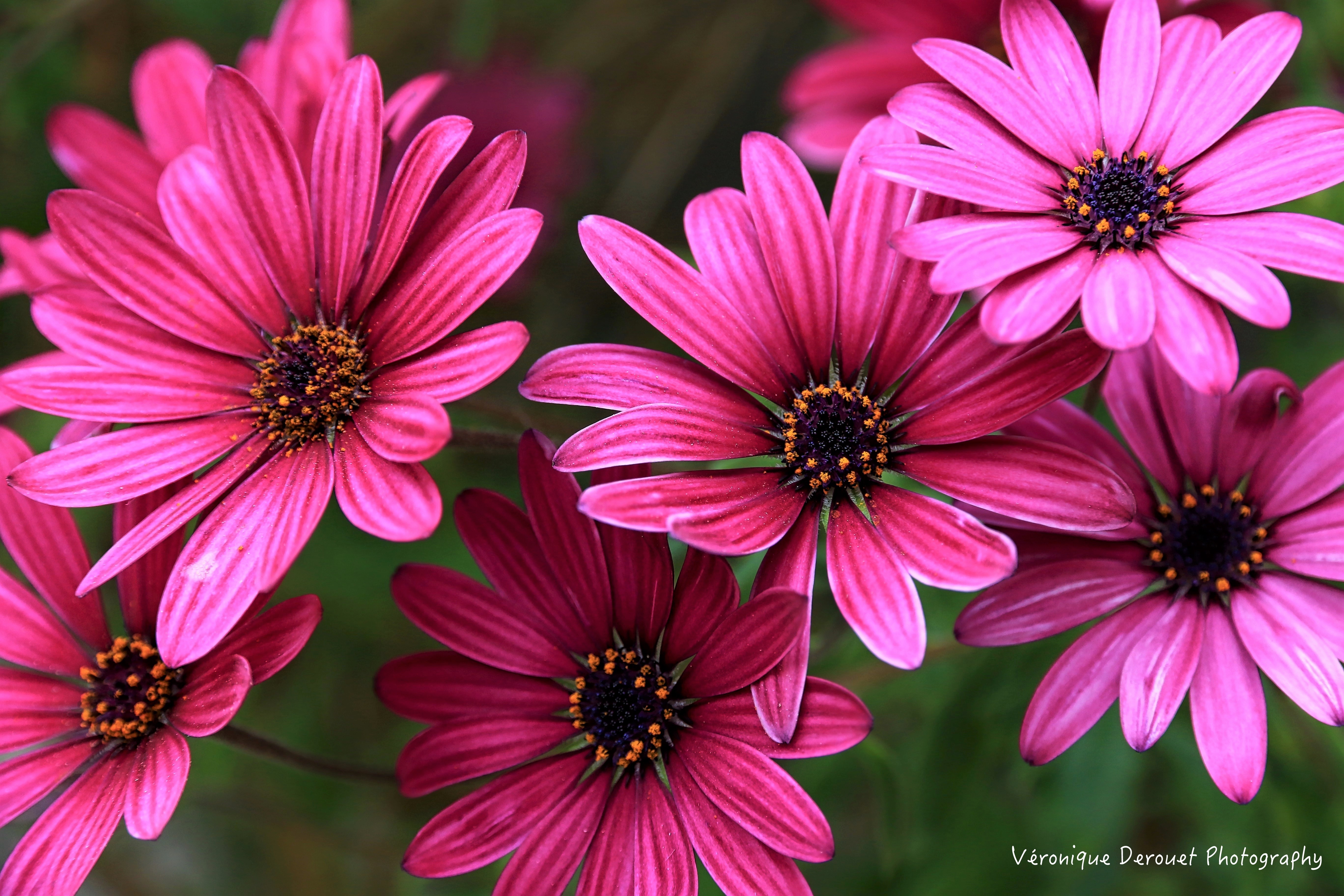 African Daisy Wallpapers