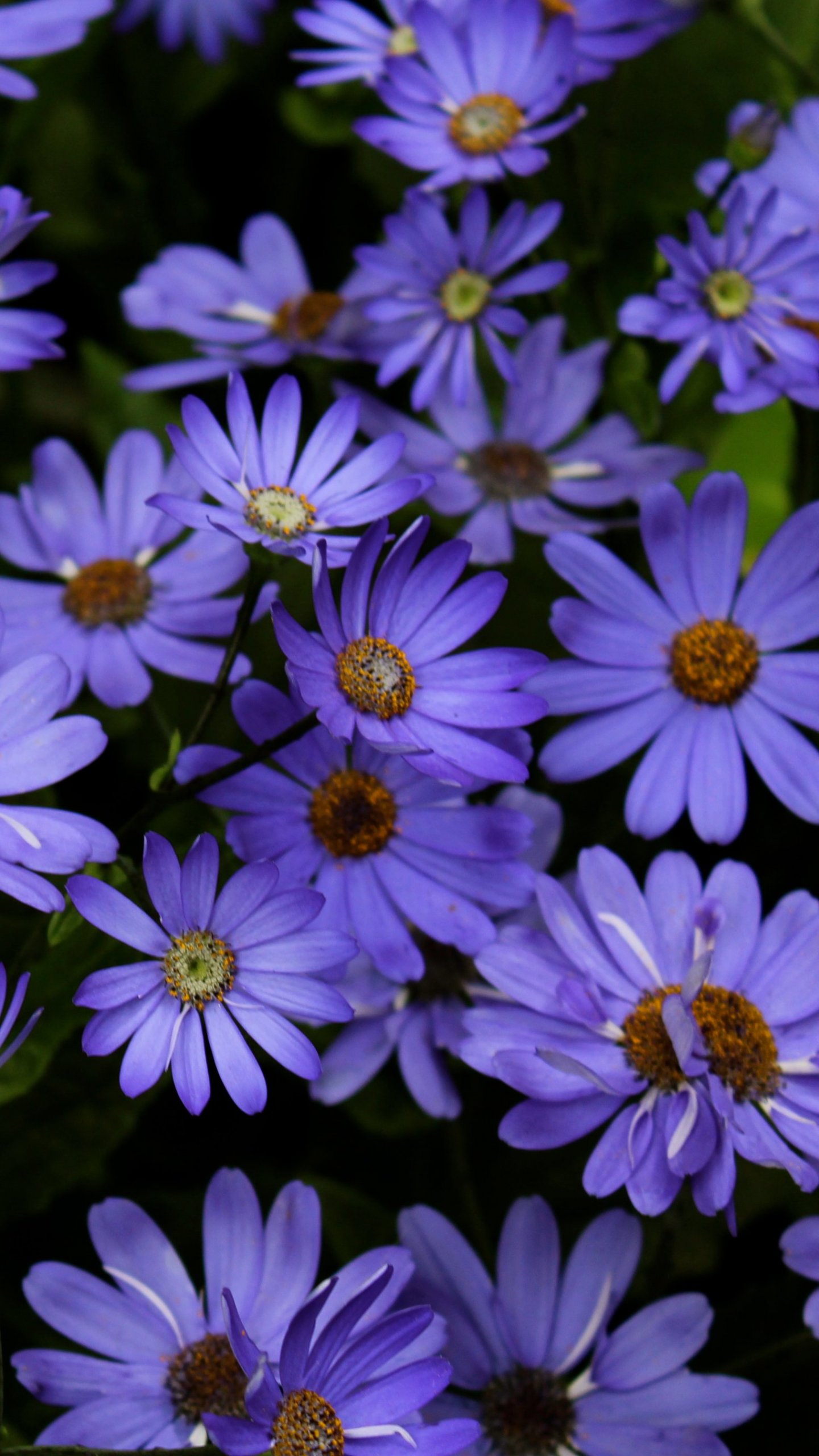 African Daisy Wallpapers