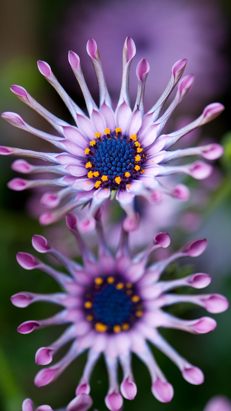 African Daisy Wallpapers