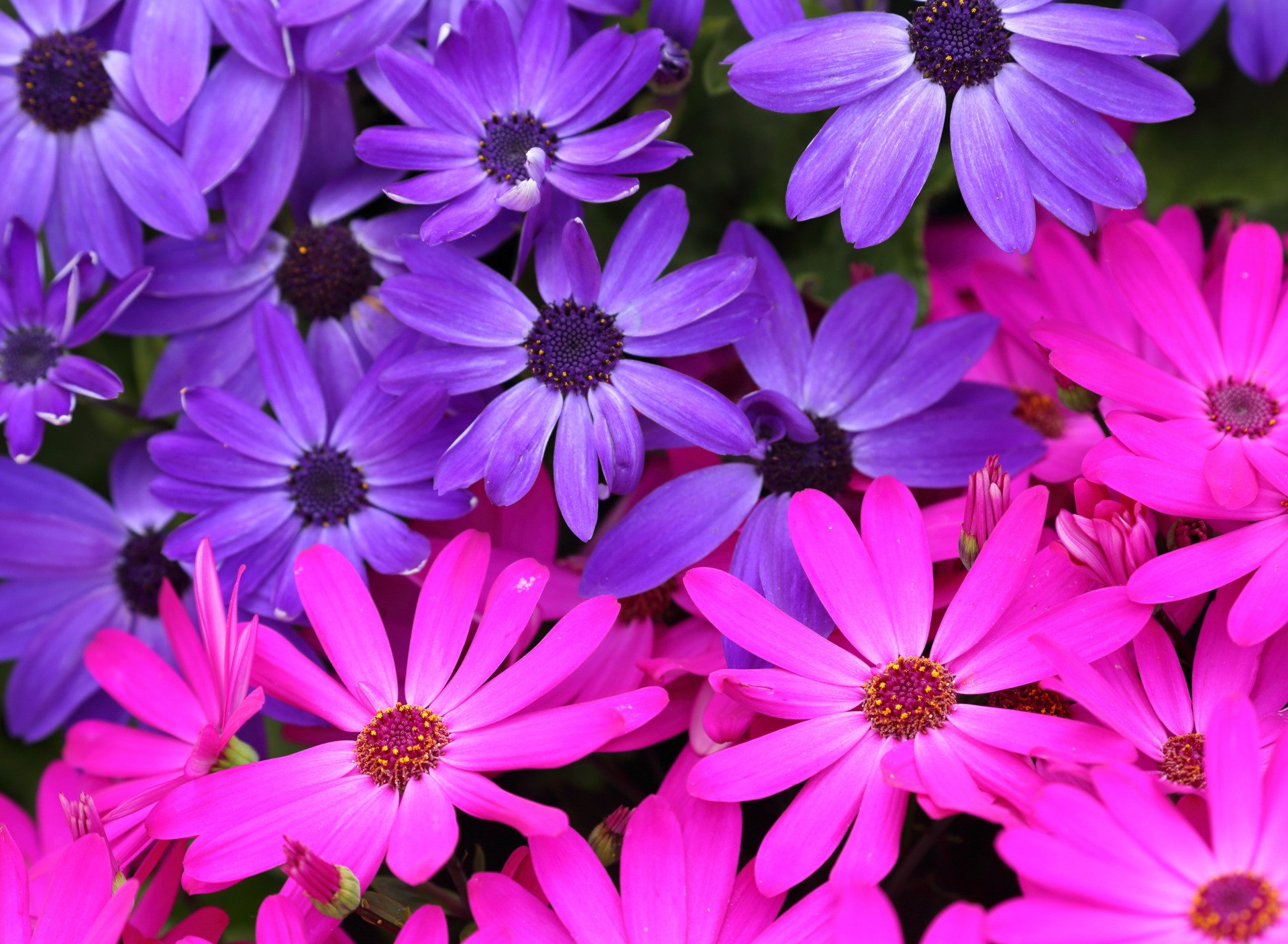 African Daisy Wallpapers