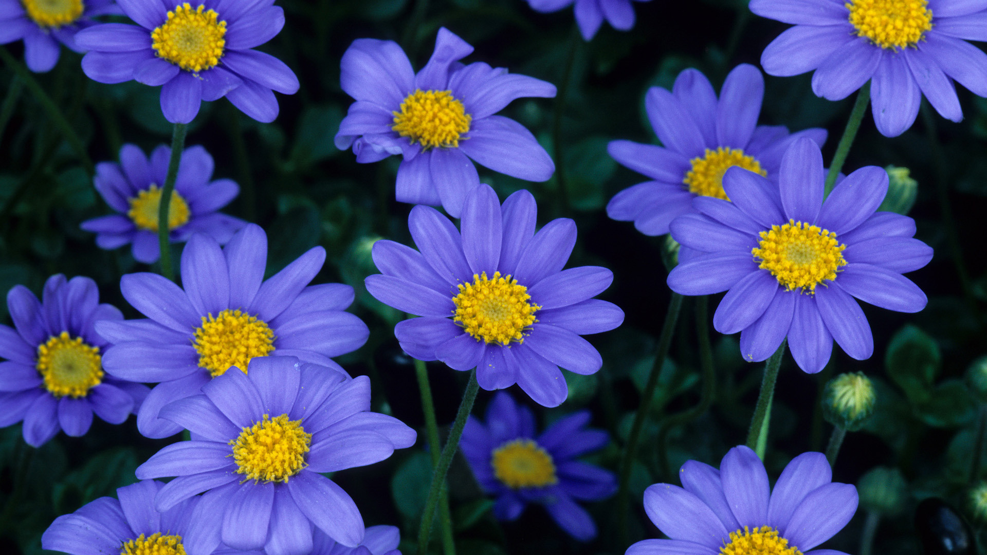 African Daisy Wallpapers