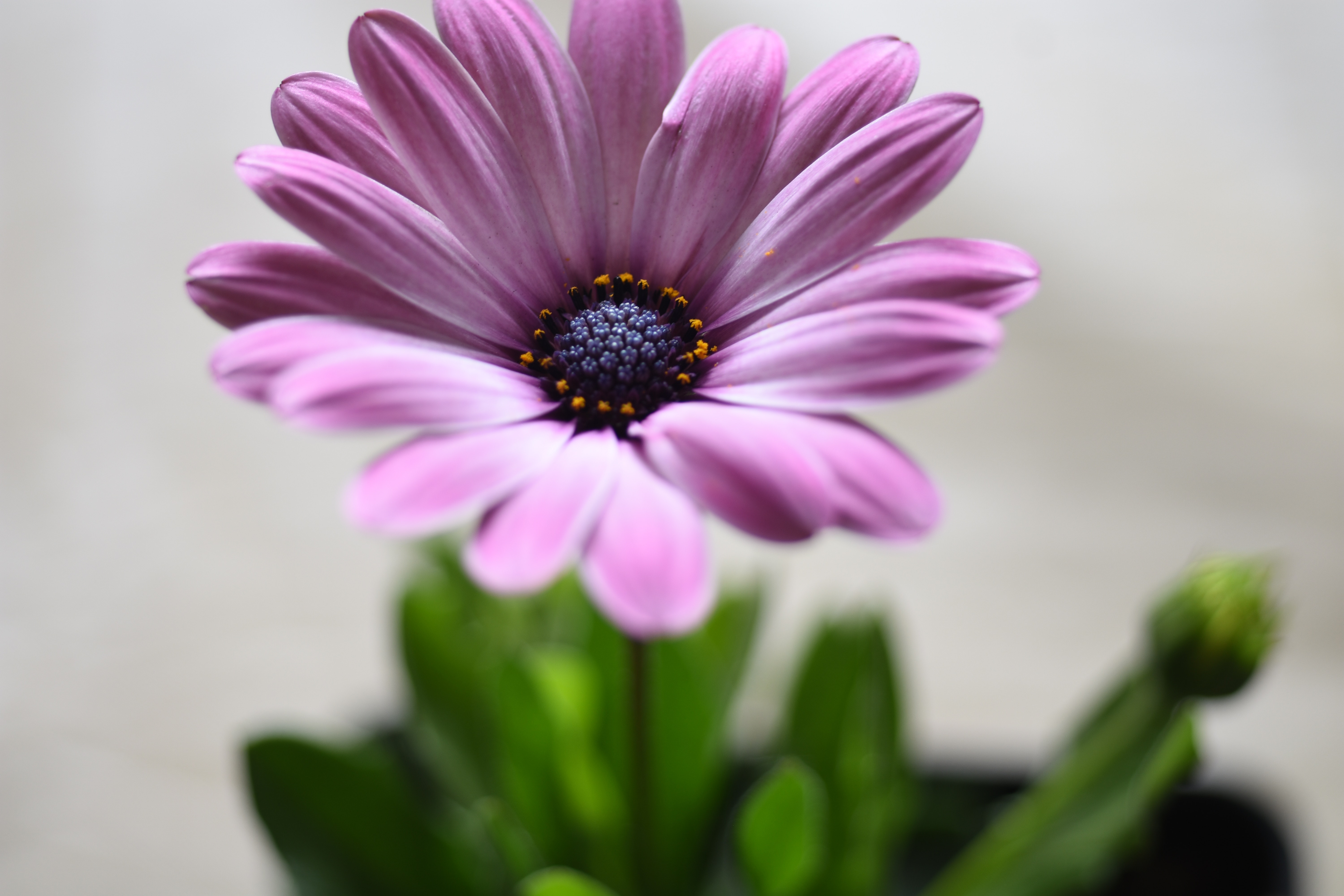 African Daisy Wallpapers