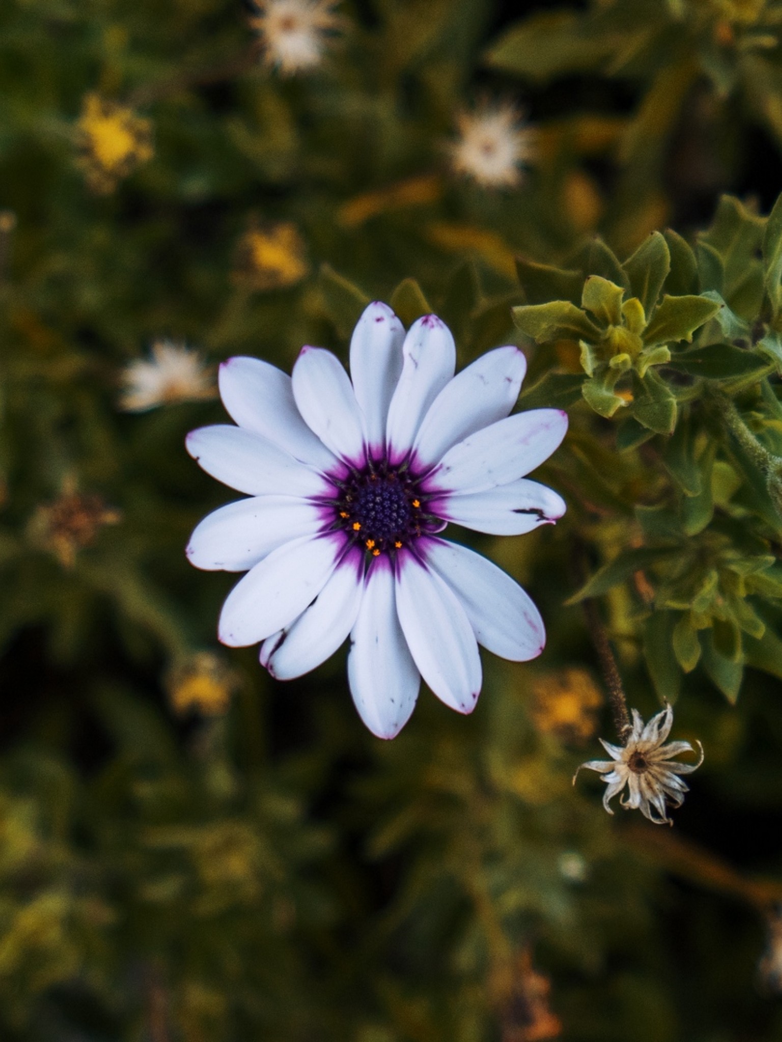 African Daisy Wallpapers