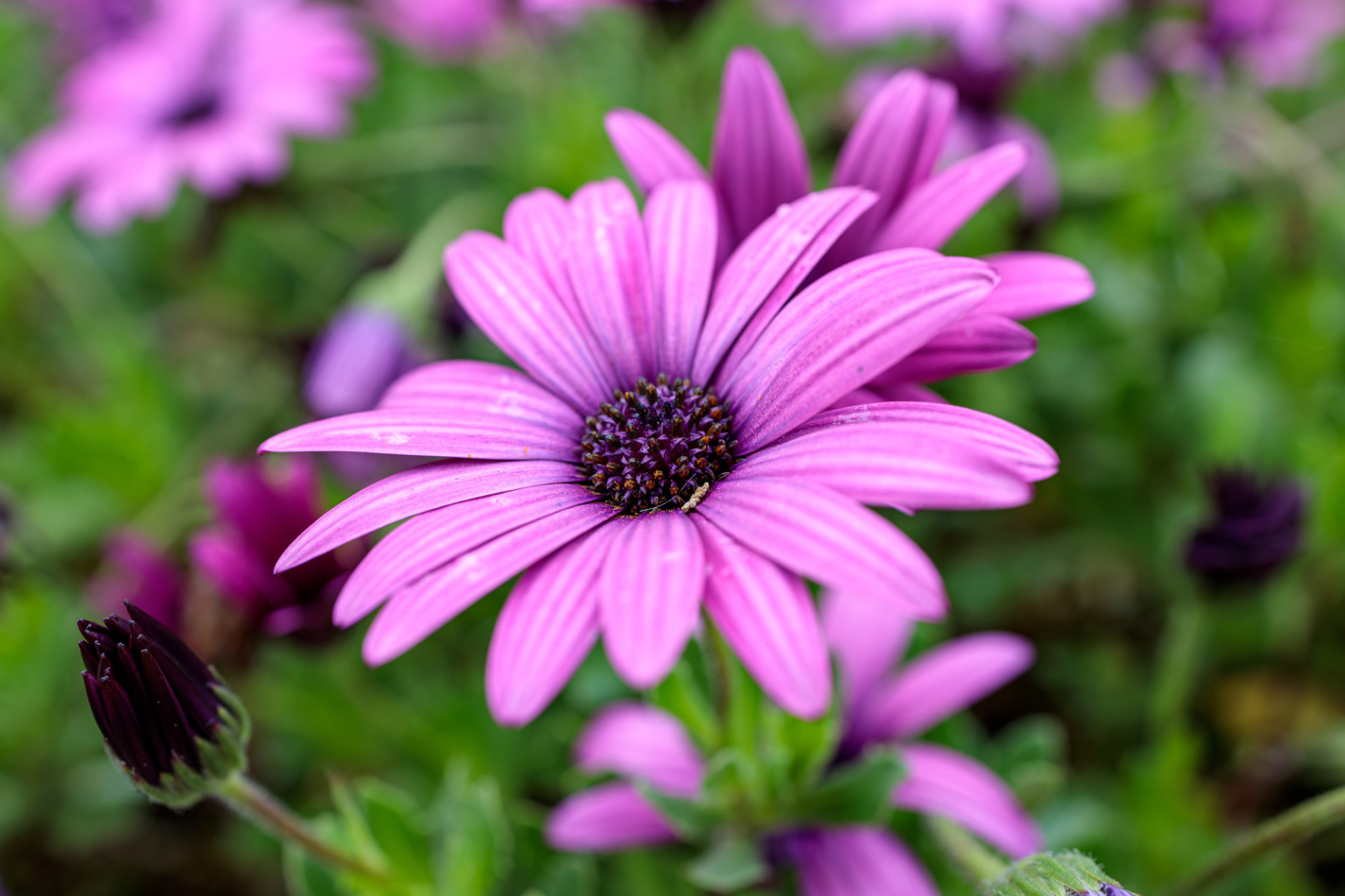 African Daisy Wallpapers