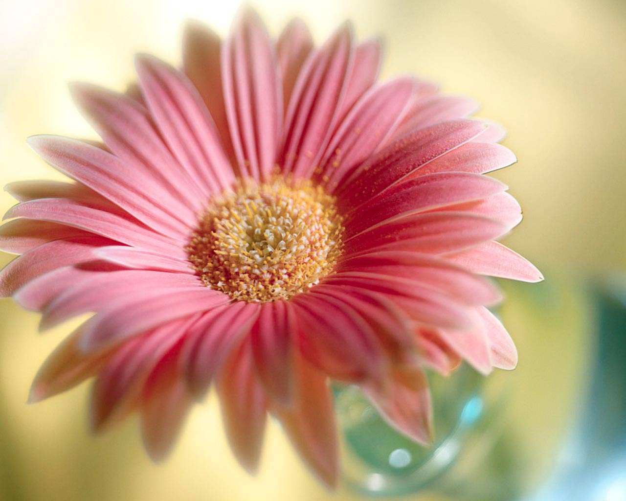 African Daisy Wallpapers