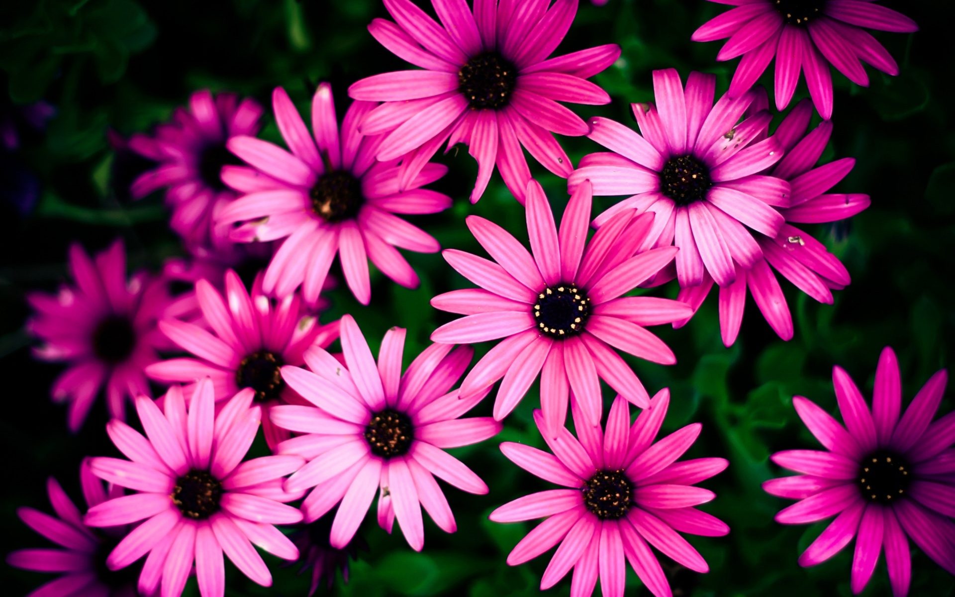 African Daisy Wallpapers