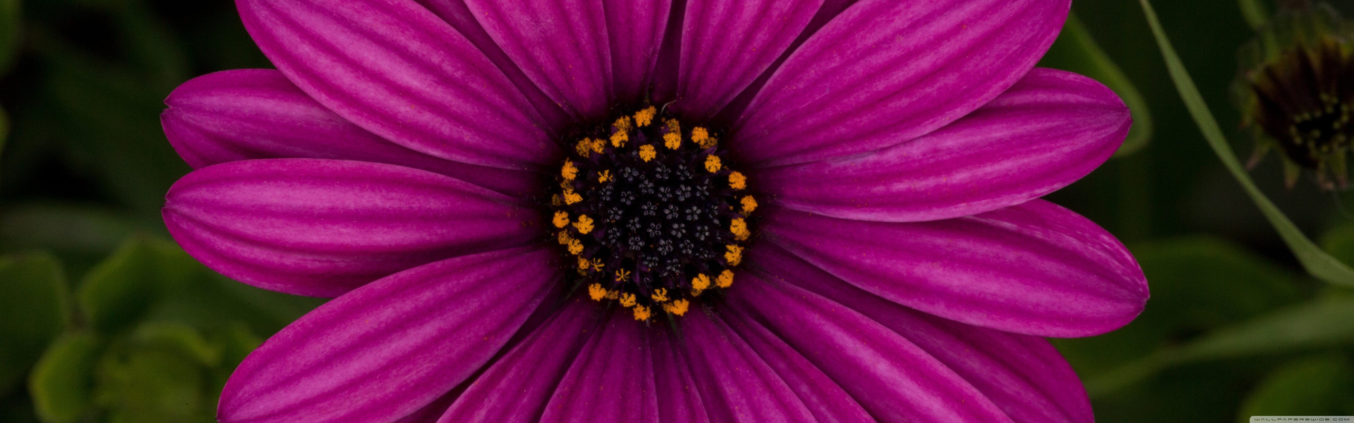 African Daisy Wallpapers