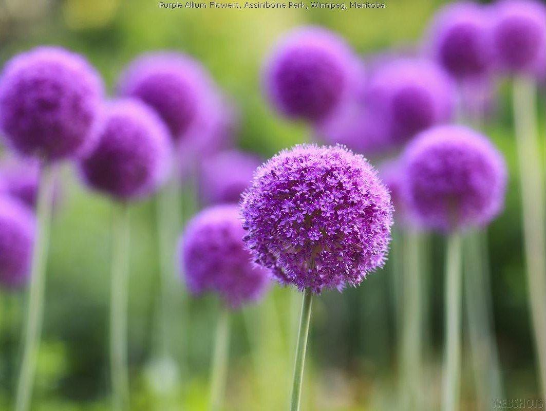 Allium Wallpapers