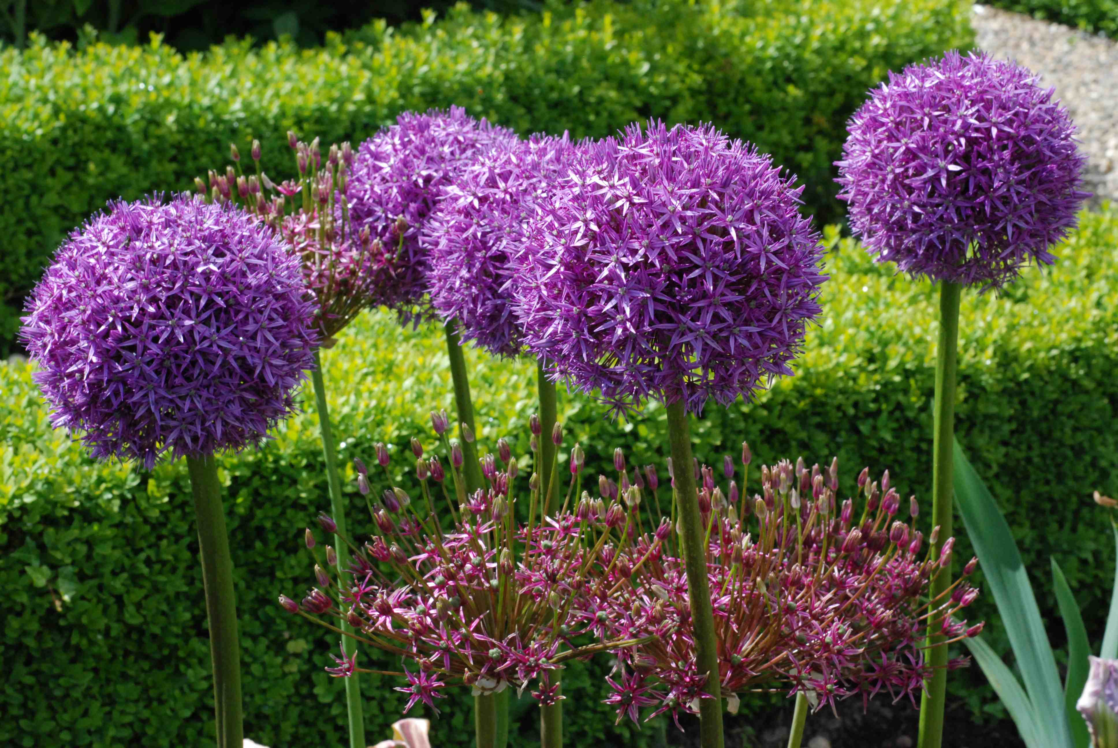 Allium Wallpapers