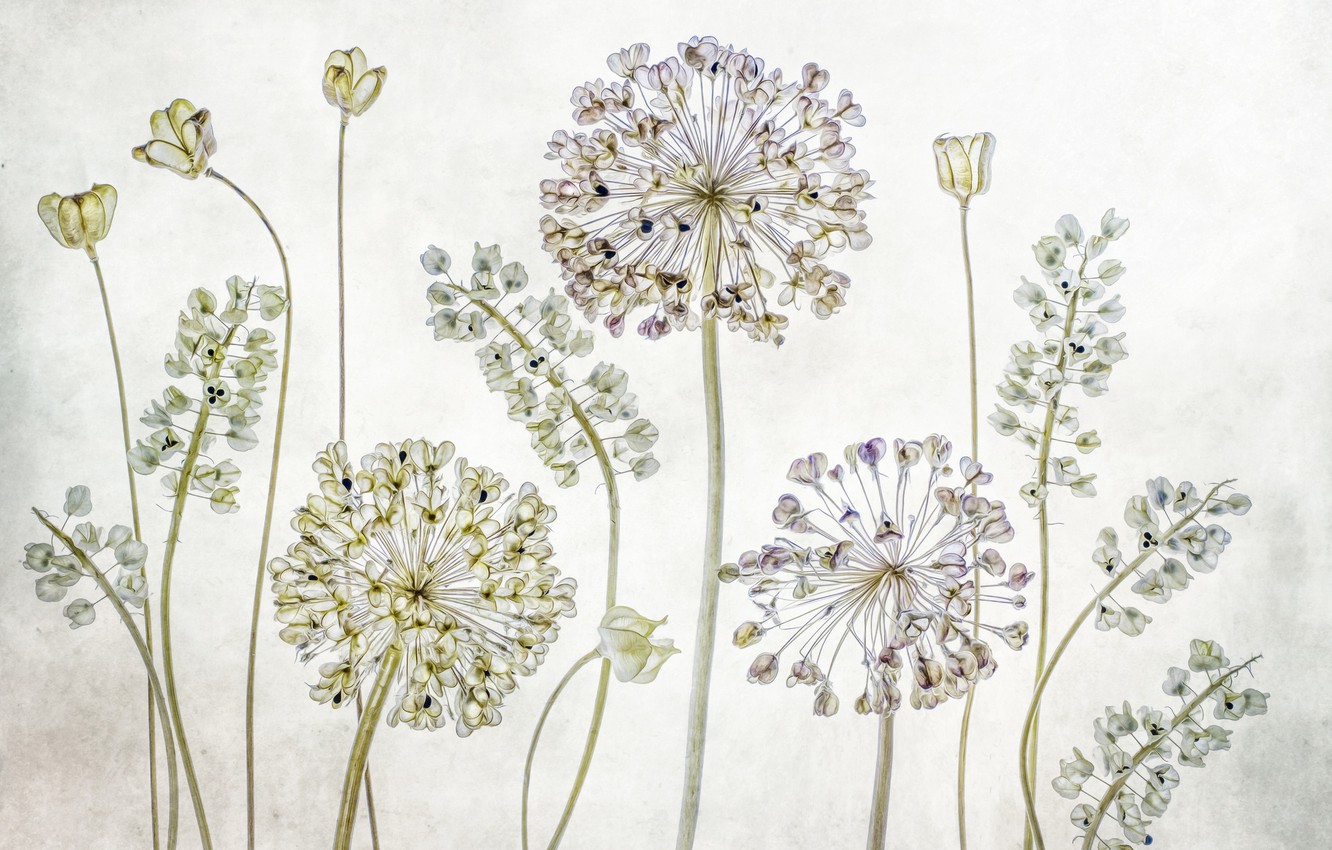 Allium Wallpapers