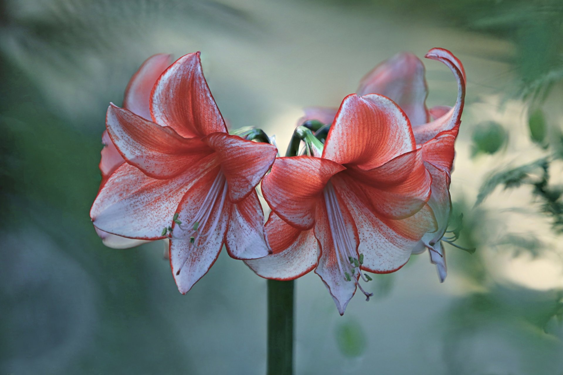 Amaryllis Wallpapers