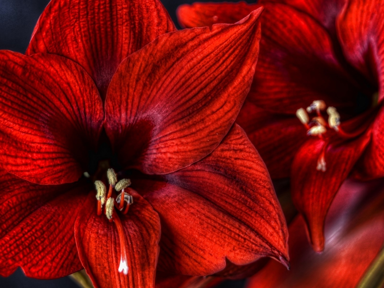 Amaryllis Wallpapers