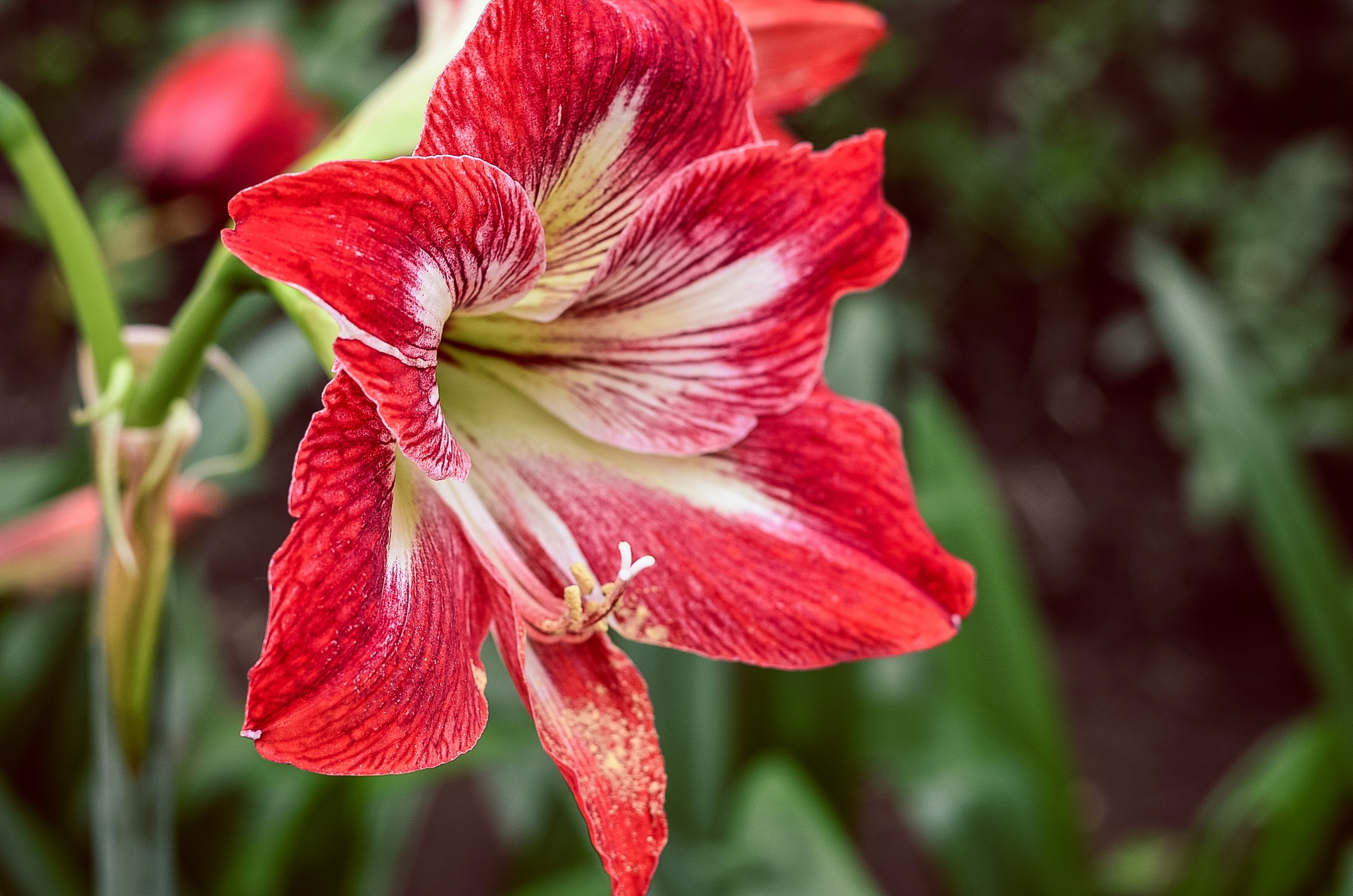 Amaryllis Wallpapers