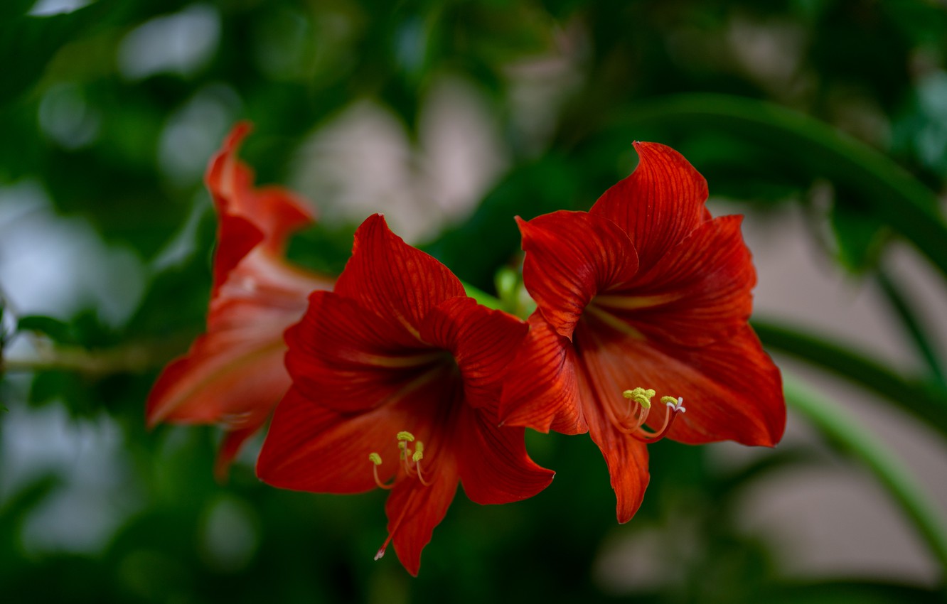 Amaryllis Wallpapers