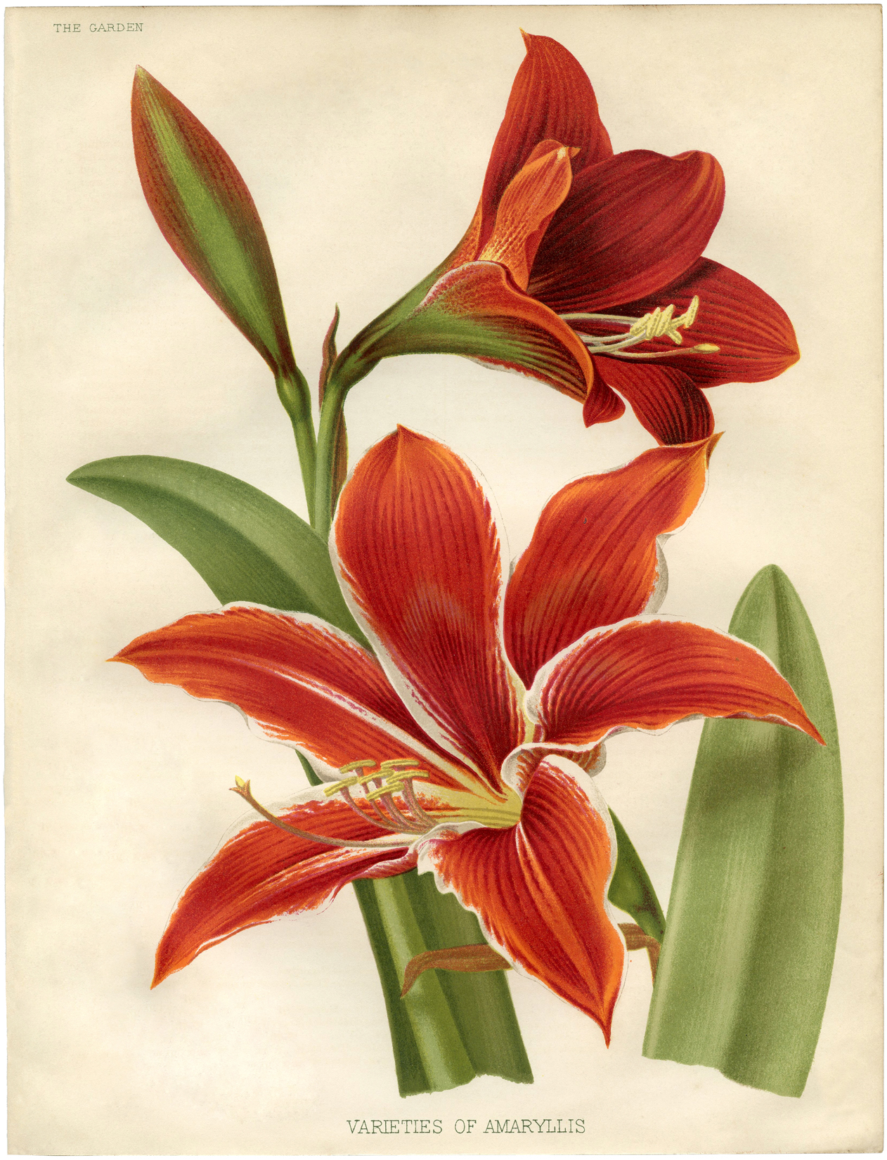 Amaryllis Wallpapers