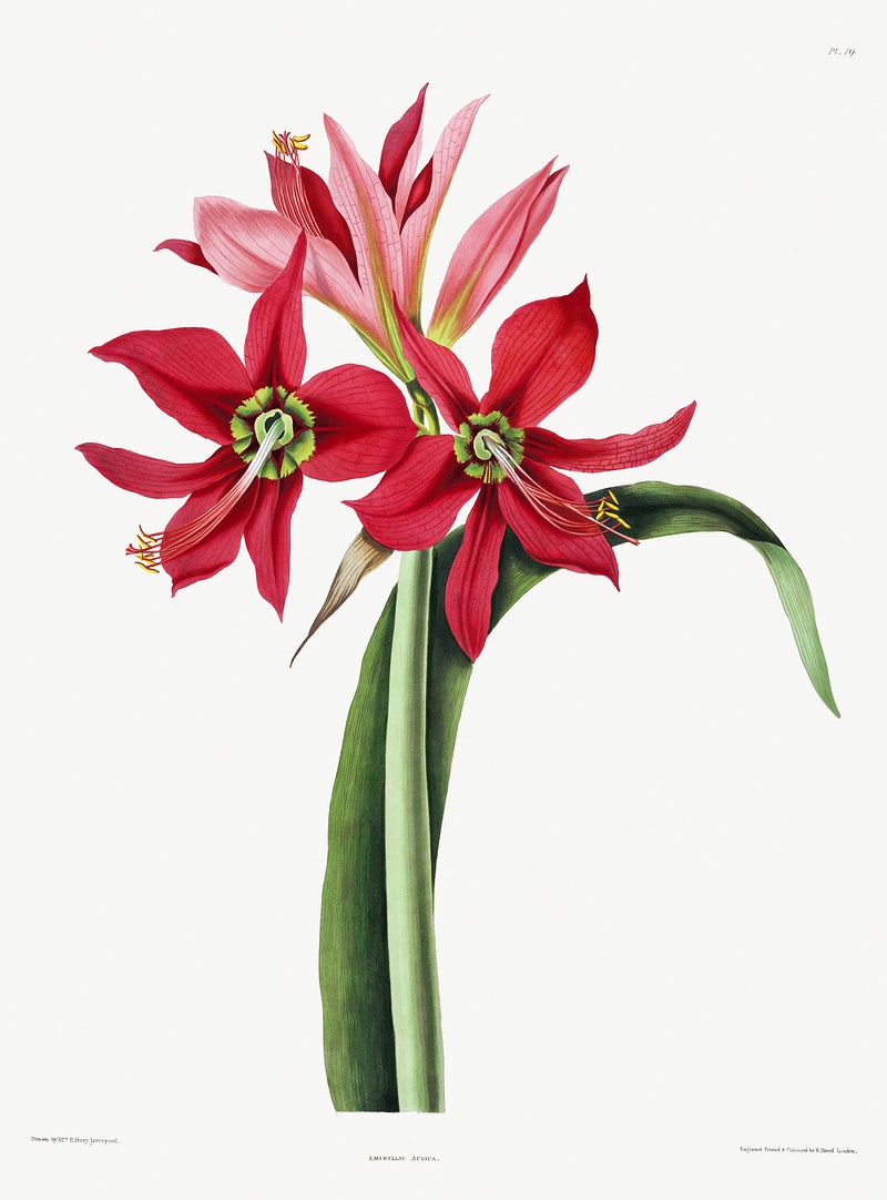 Amaryllis Wallpapers