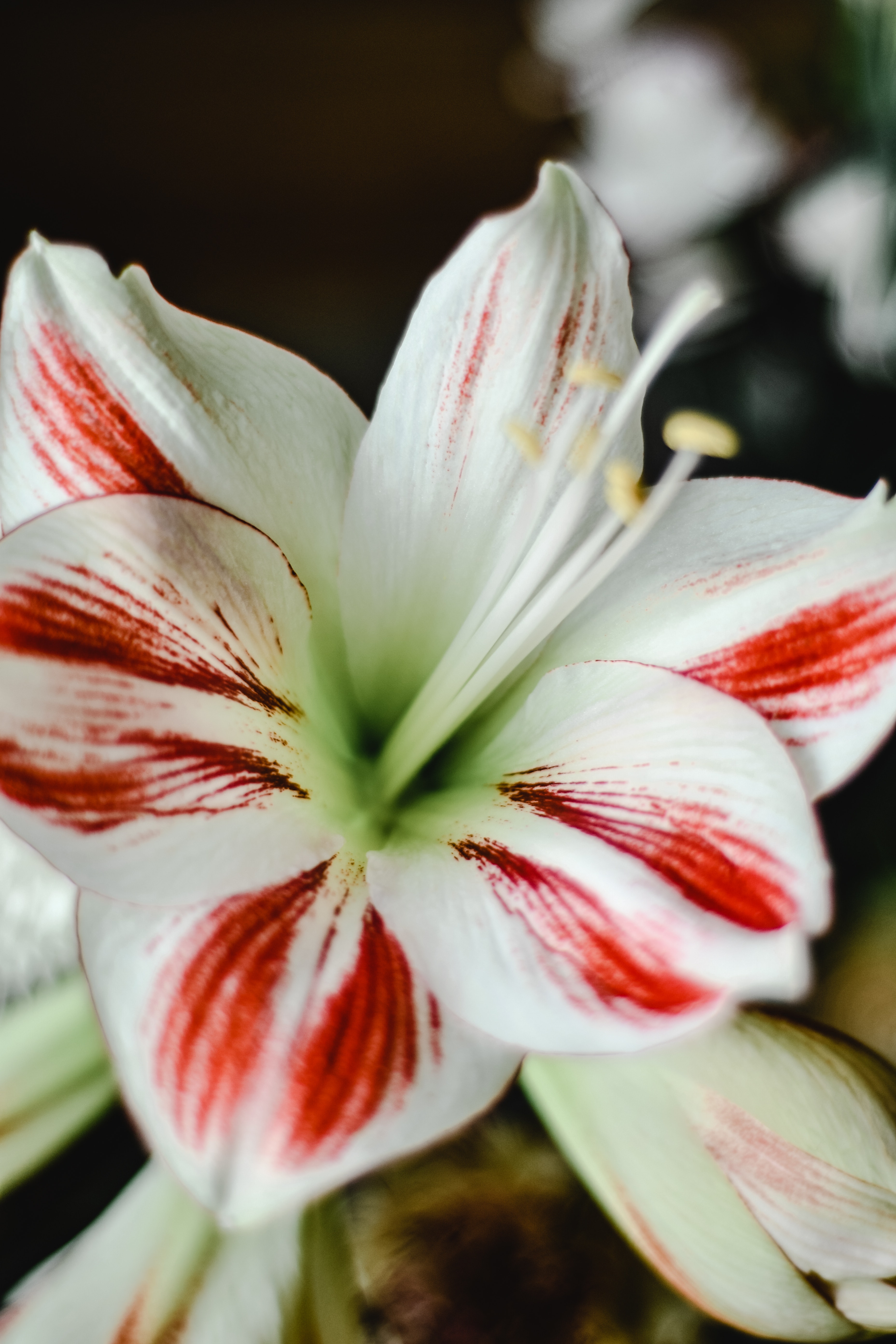 Amaryllis Wallpapers