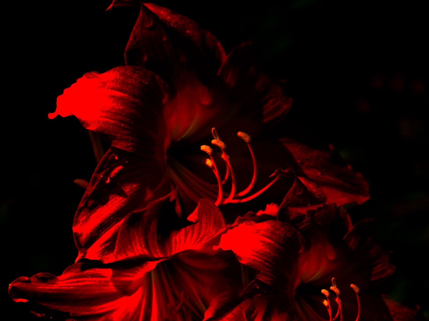 Amaryllis Wallpapers